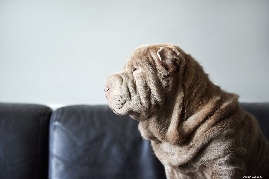 Decoding Dog Behavior: What Every Owner Should Know