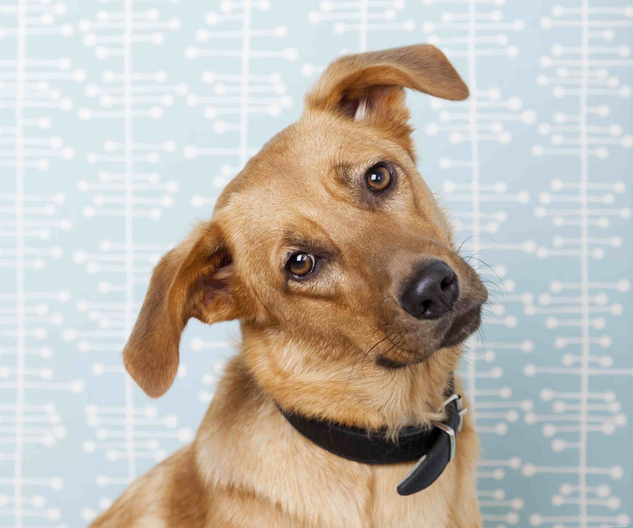 Decoding Dog Behavior: What Every Owner Should Know