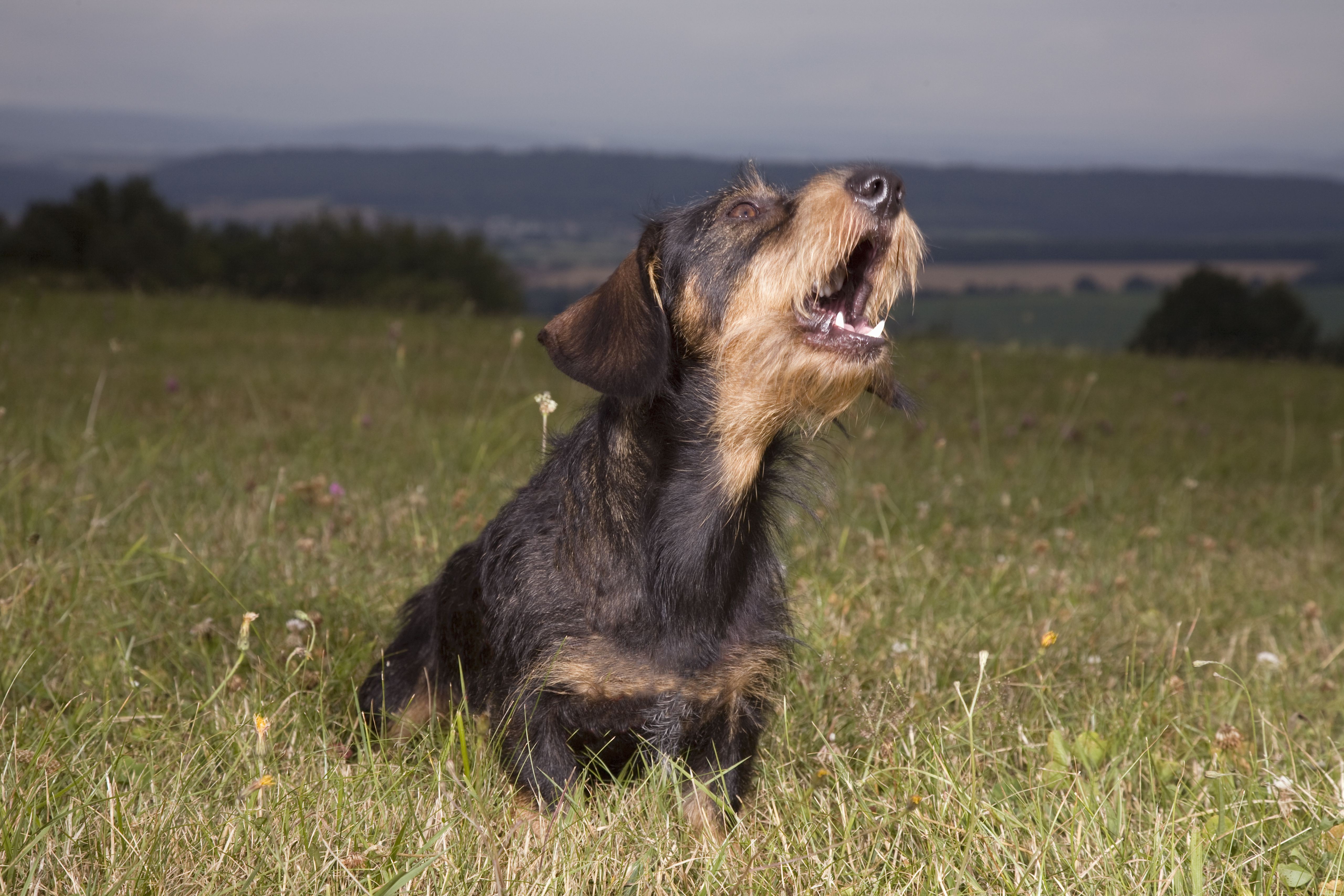 Decoding Dog Behavior: What Every Owner Should Know