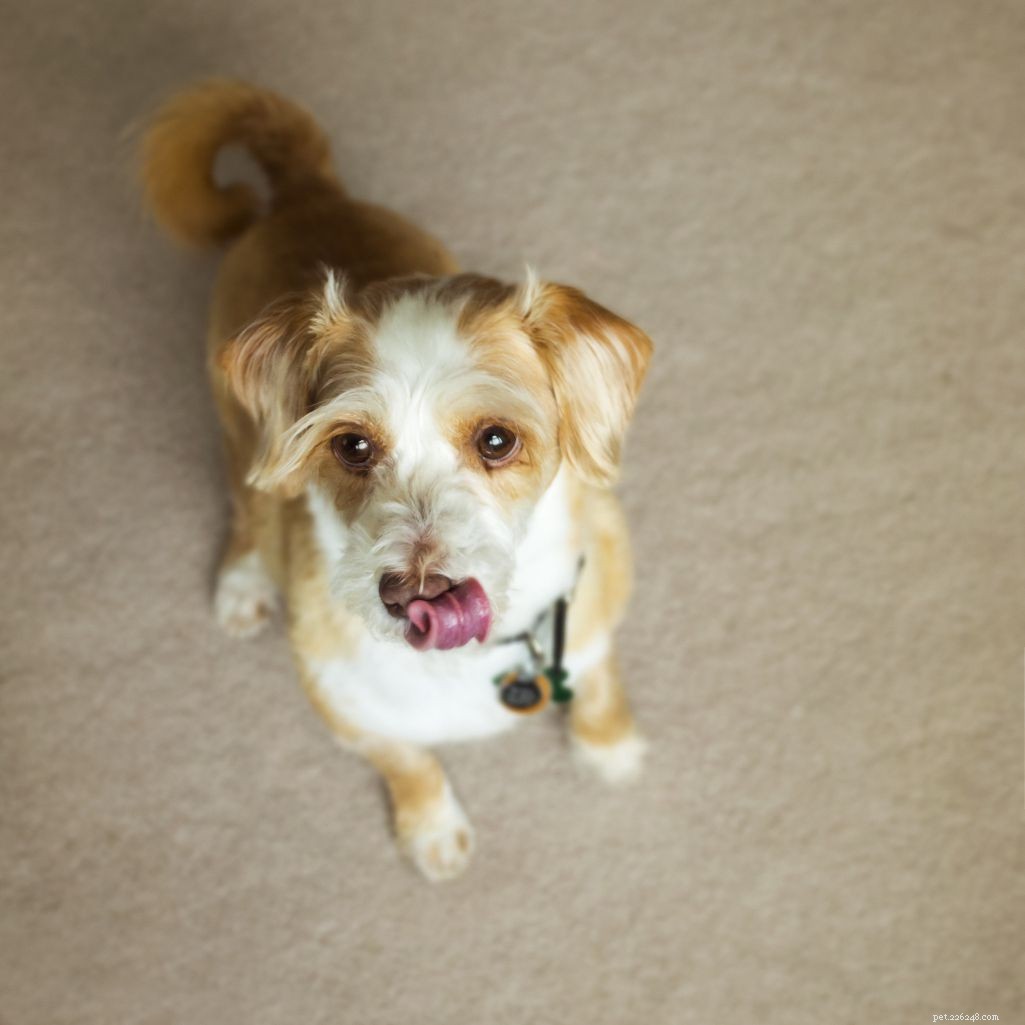 Decoding Dog Behavior: What Every Owner Should Know