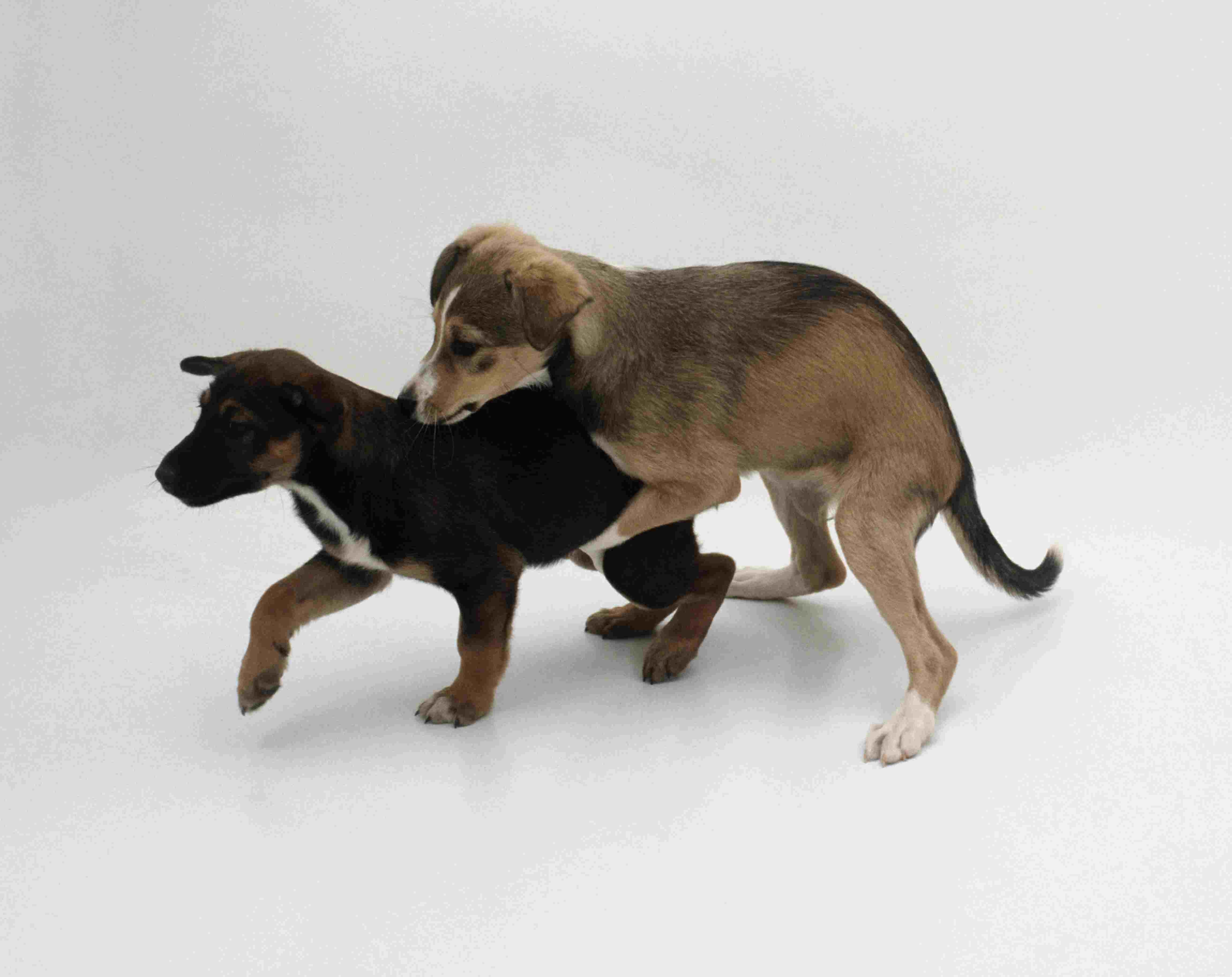 Decoding Dog Behavior: What Every Owner Should Know