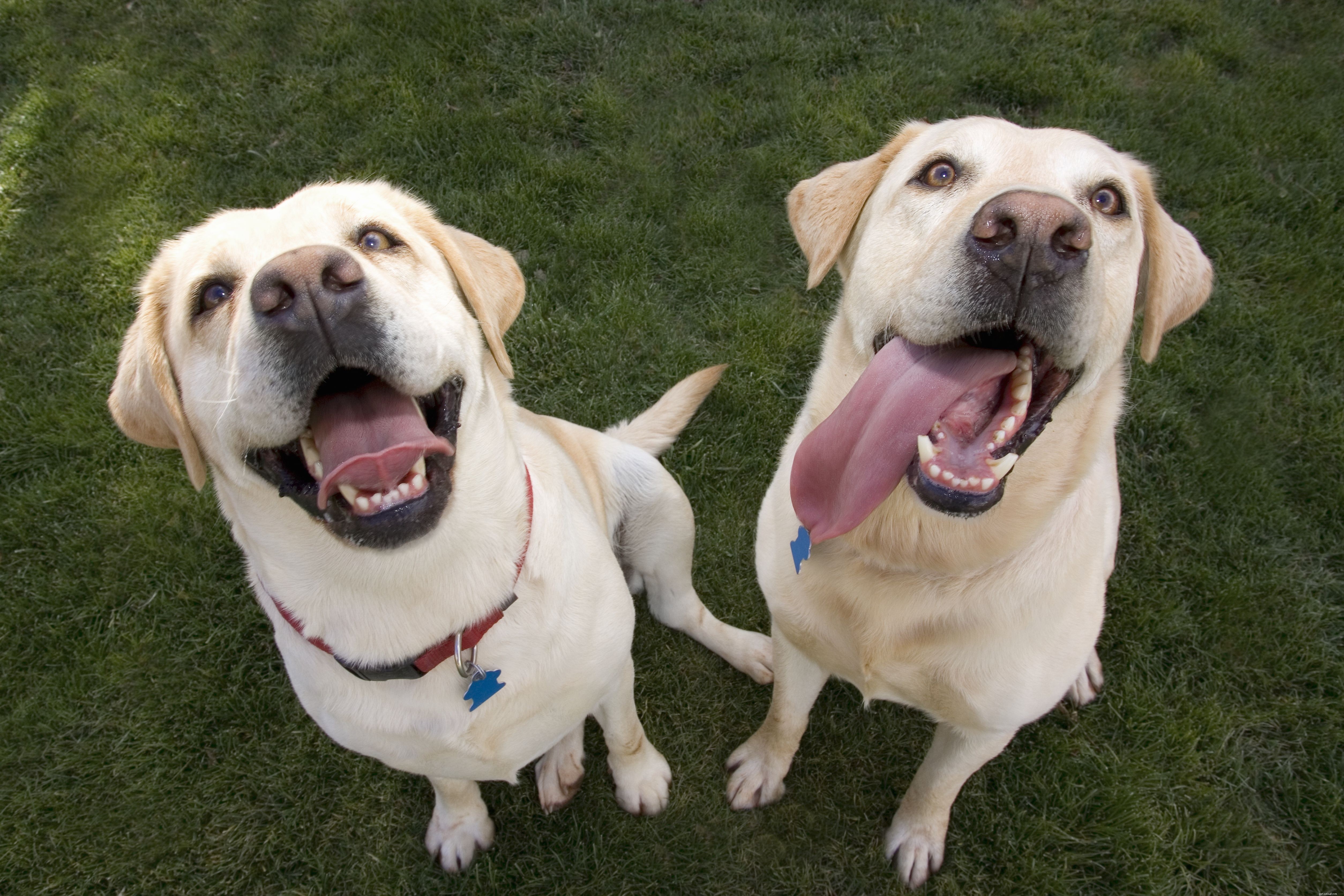 Decoding Dog Behavior: What Every Owner Should Know