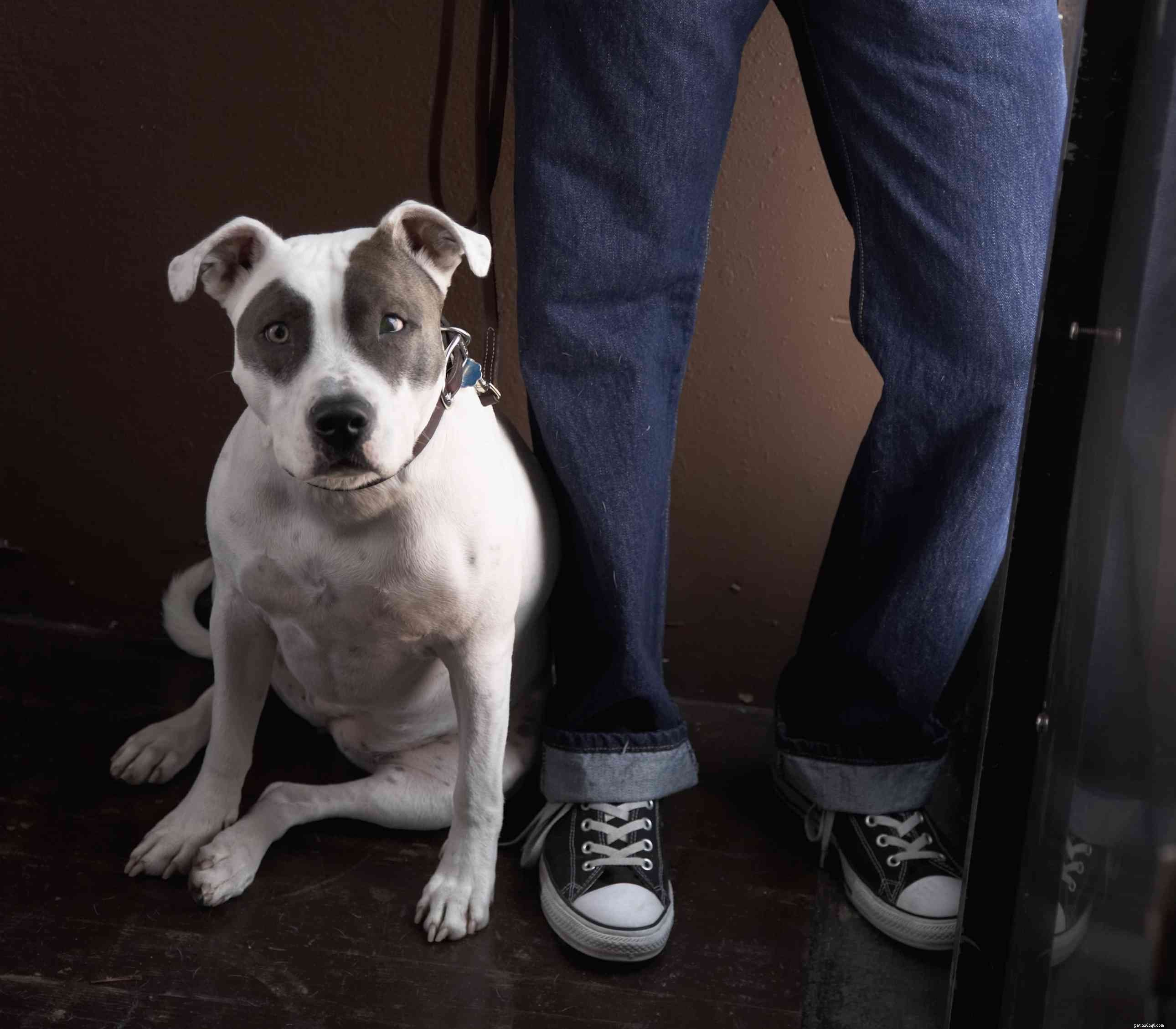 Decoding Dog Behavior: What Every Owner Should Know