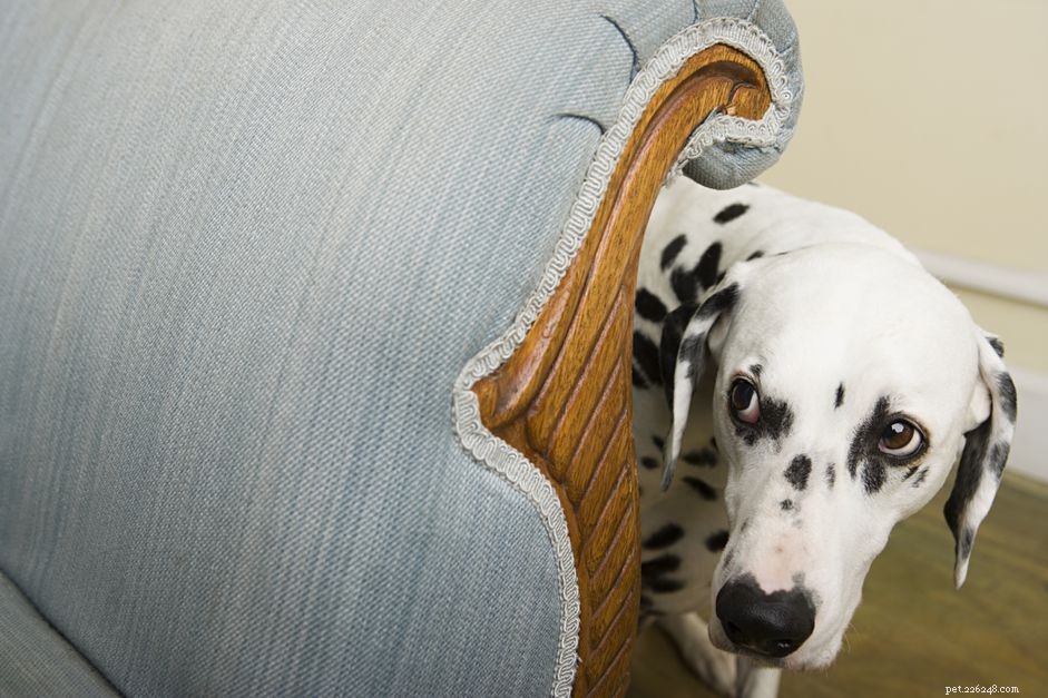Managing Social Anxiety in Dogs: Effective Strategies for Calm Interactions