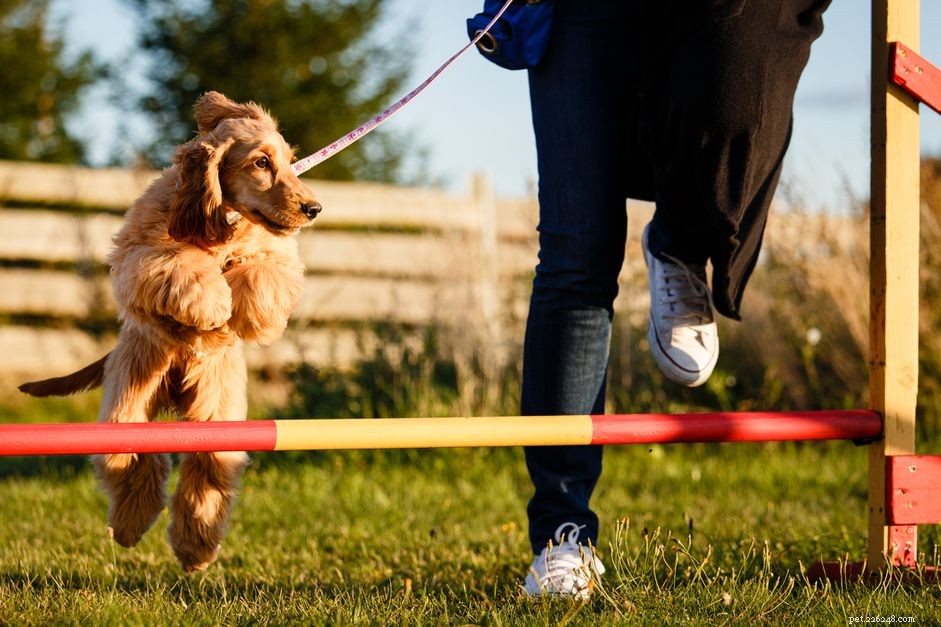 Dog Trainers vs. Animal Behaviorists: Choosing the Right Expert for Your Dog