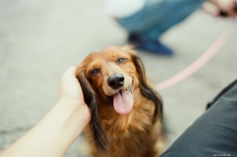 6 Spots Every Dog Loves to Be Petted
