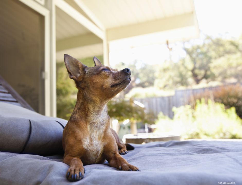 Is a Cooling Pad Right for Your Dog? Expert Tips & Benefits