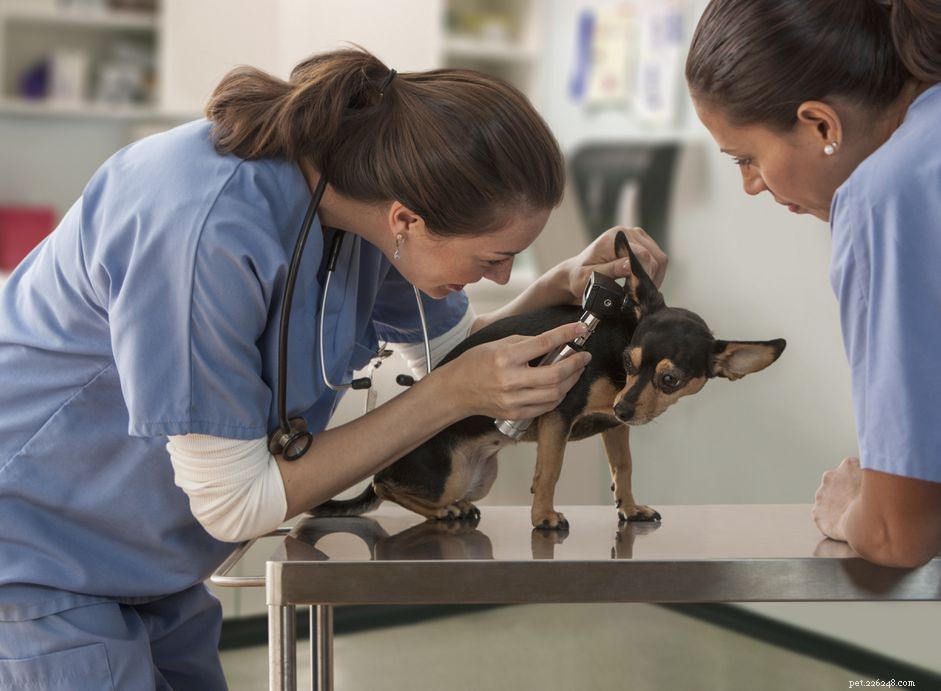 Inside a Veterinarian’s Day: Compassion, Care, and Critical Thinking