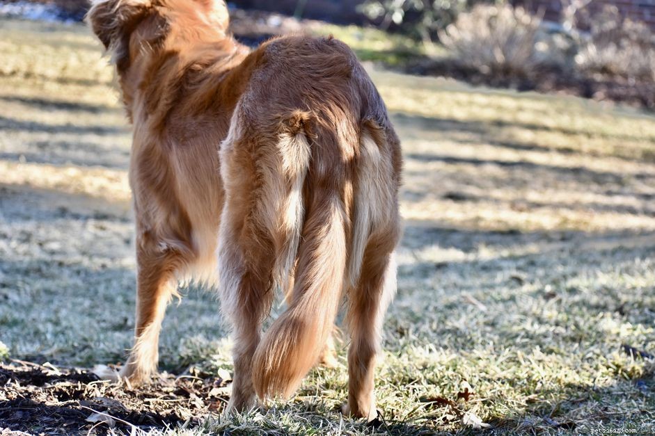 Effective Treatment for Limp Tail in Dogs: Quick Relief & Care Guide