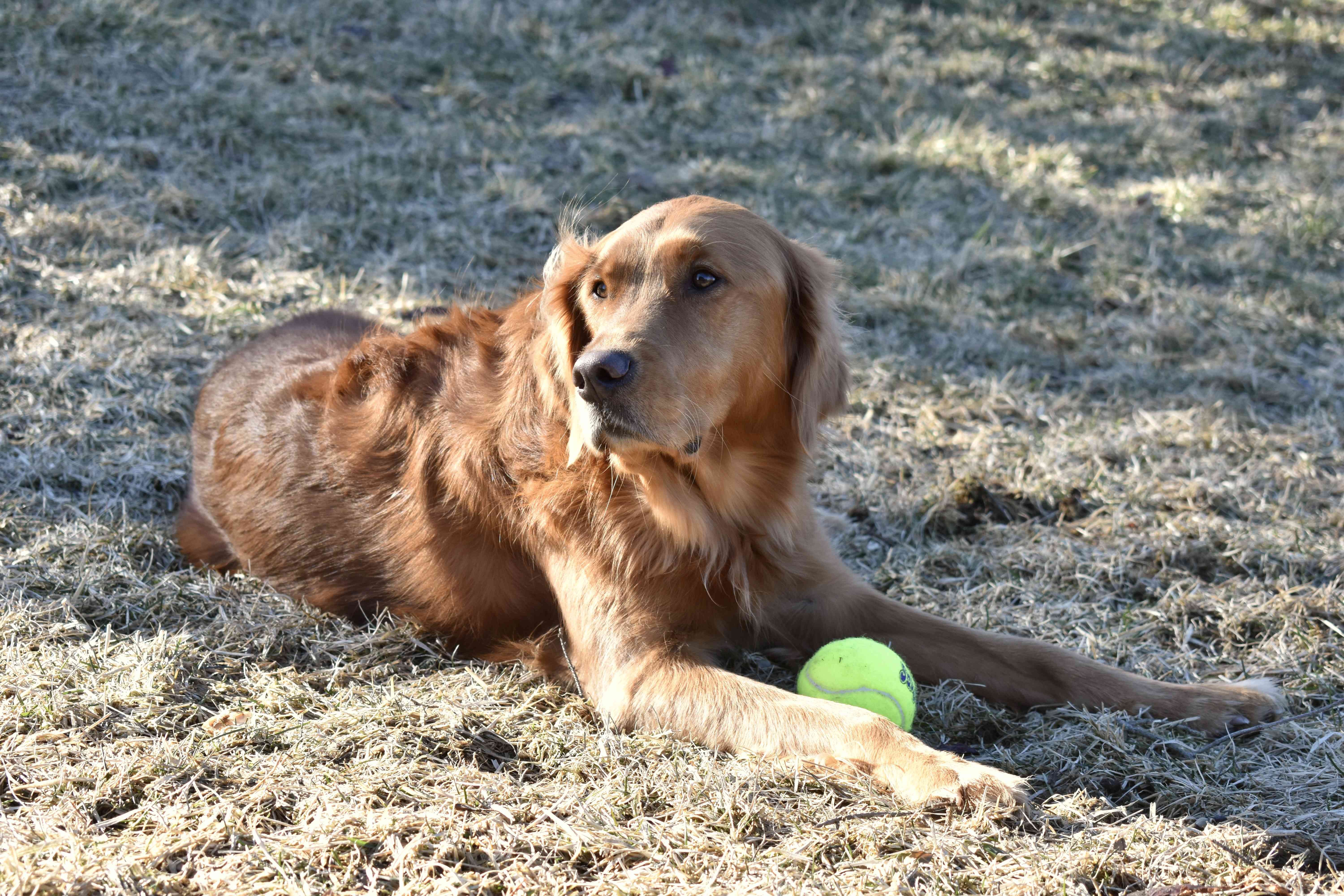 Effective Treatment for Limp Tail in Dogs: Quick Relief & Care Guide
