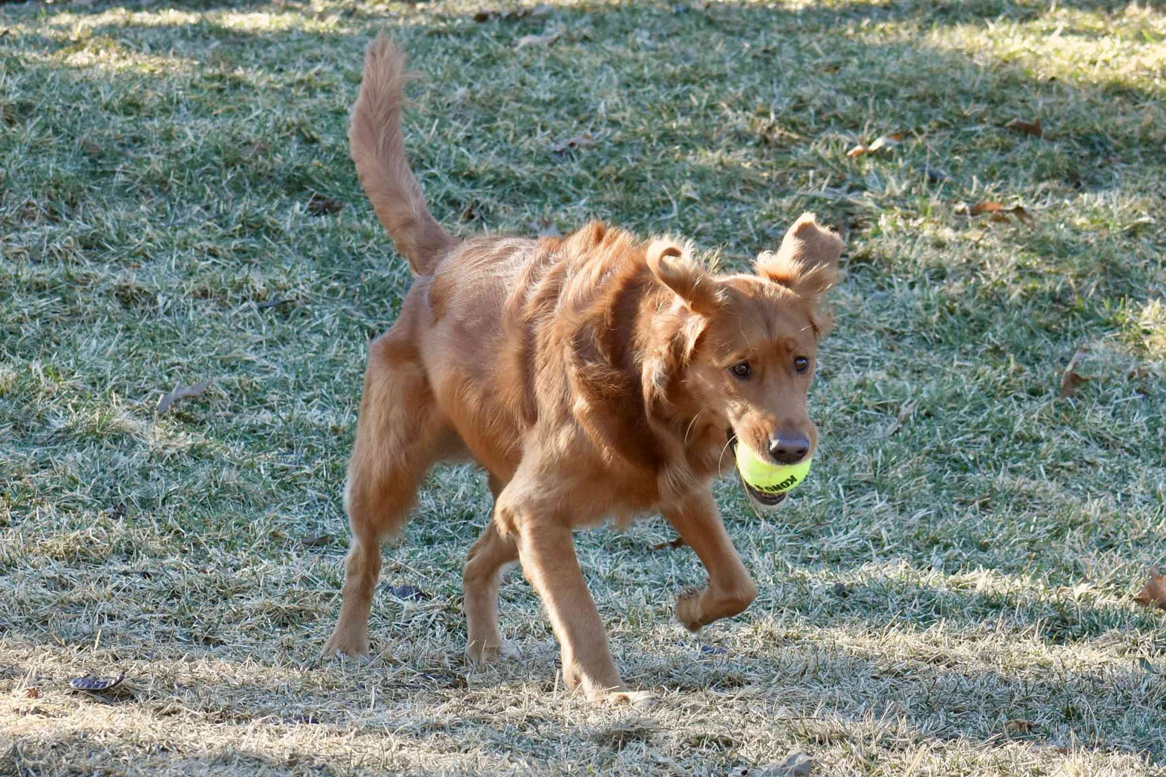Effective Treatment for Limp Tail in Dogs: Quick Relief & Care Guide
