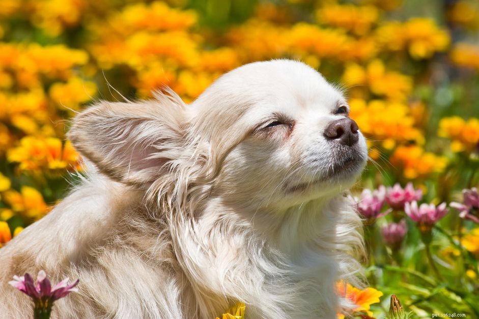 Understanding Blepharospasm in Dogs: Symptoms, Causes, Diagnosis & Treatment