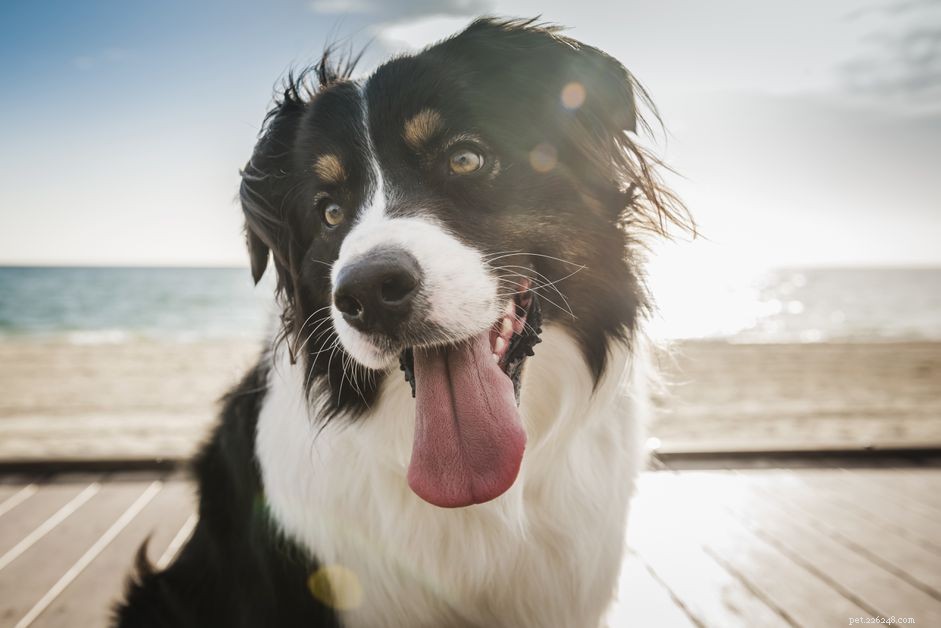 Recognizing Heatstroke in Dogs: Key Symptoms and Prevention Tips