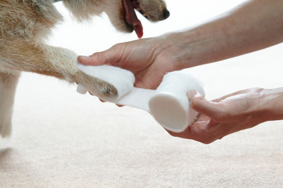 Essential 10 Items Every Dog First Aid Kit Must Contain