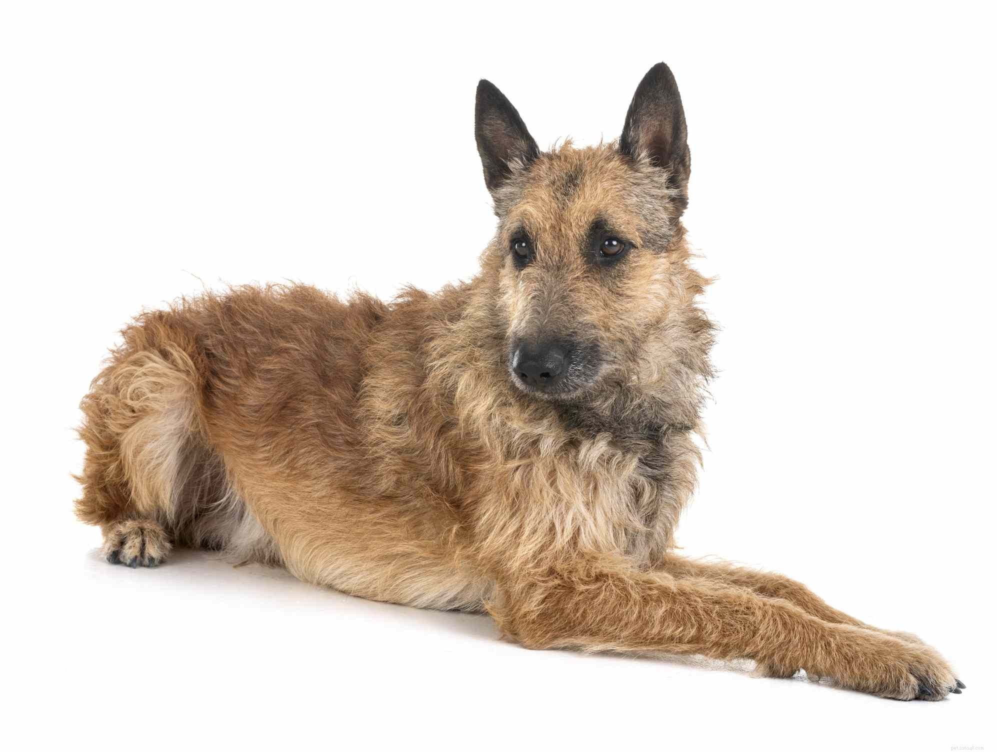 Explore 7 Iconic Belgian Dog Breeds
