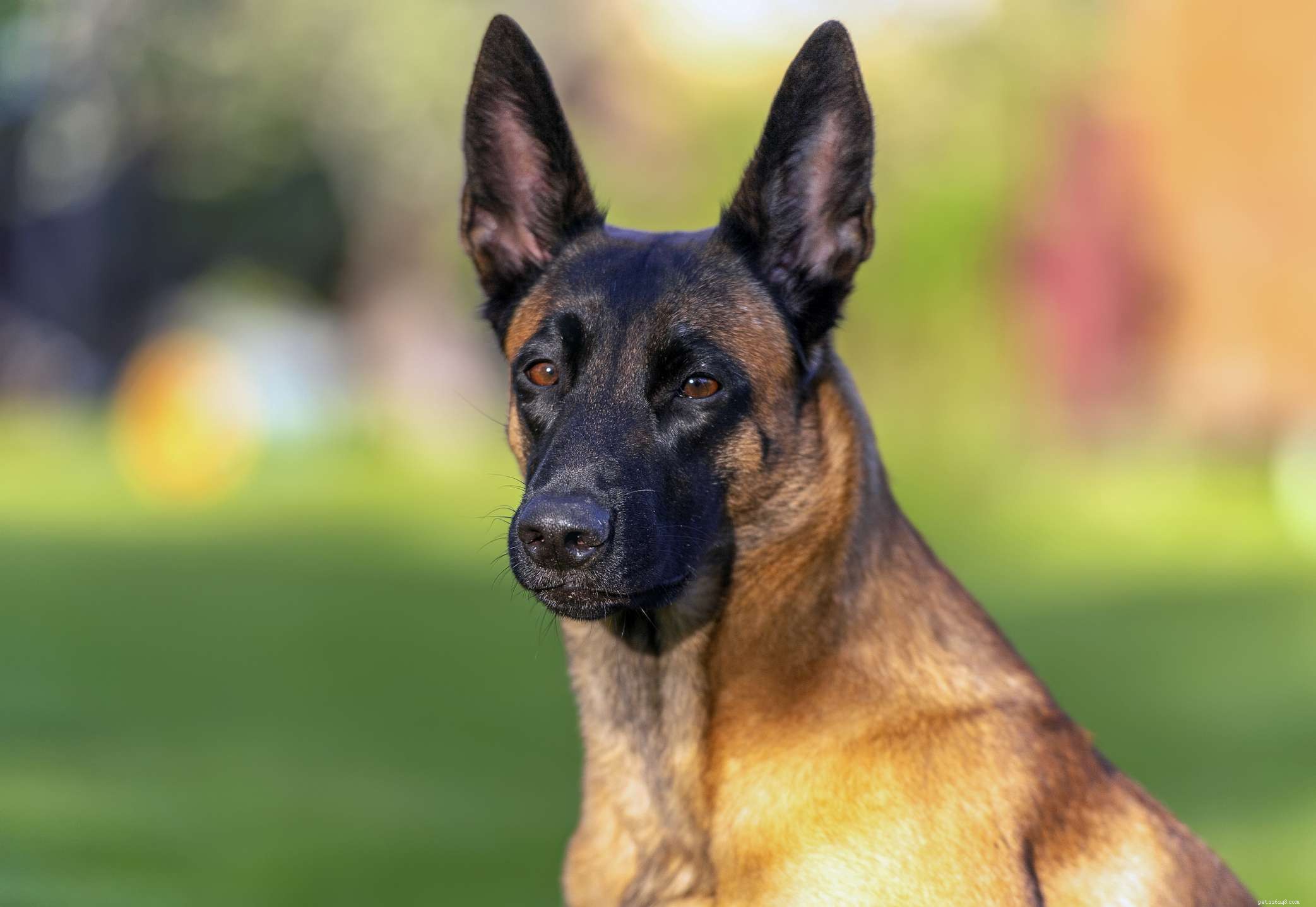 Explore 7 Iconic Belgian Dog Breeds