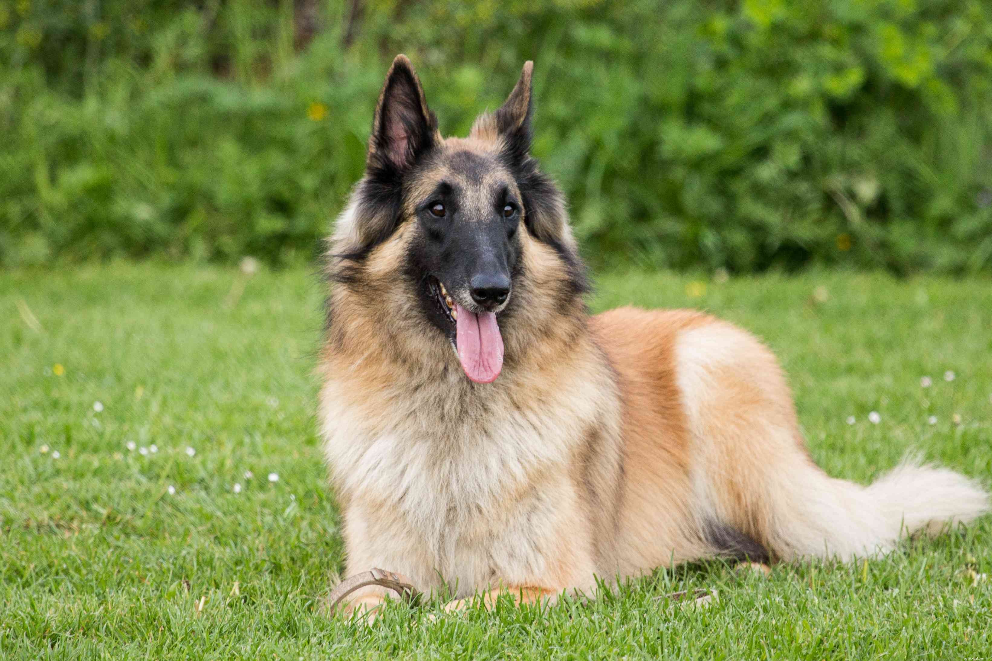 Explore 7 Iconic Belgian Dog Breeds