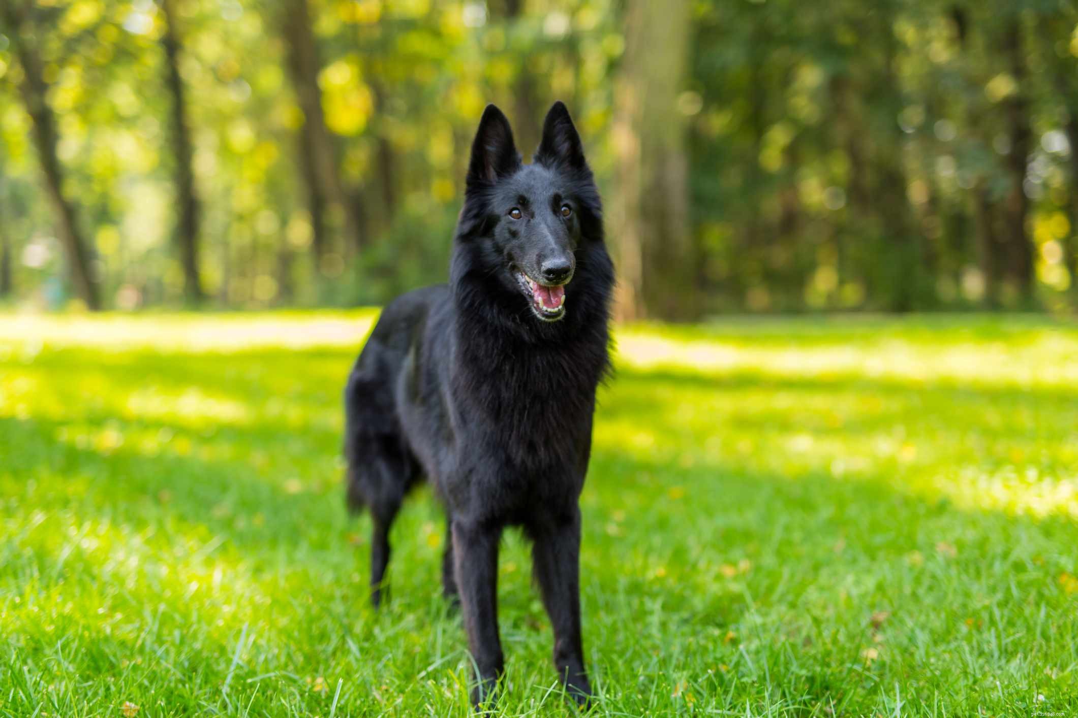 Explore 7 Iconic Belgian Dog Breeds