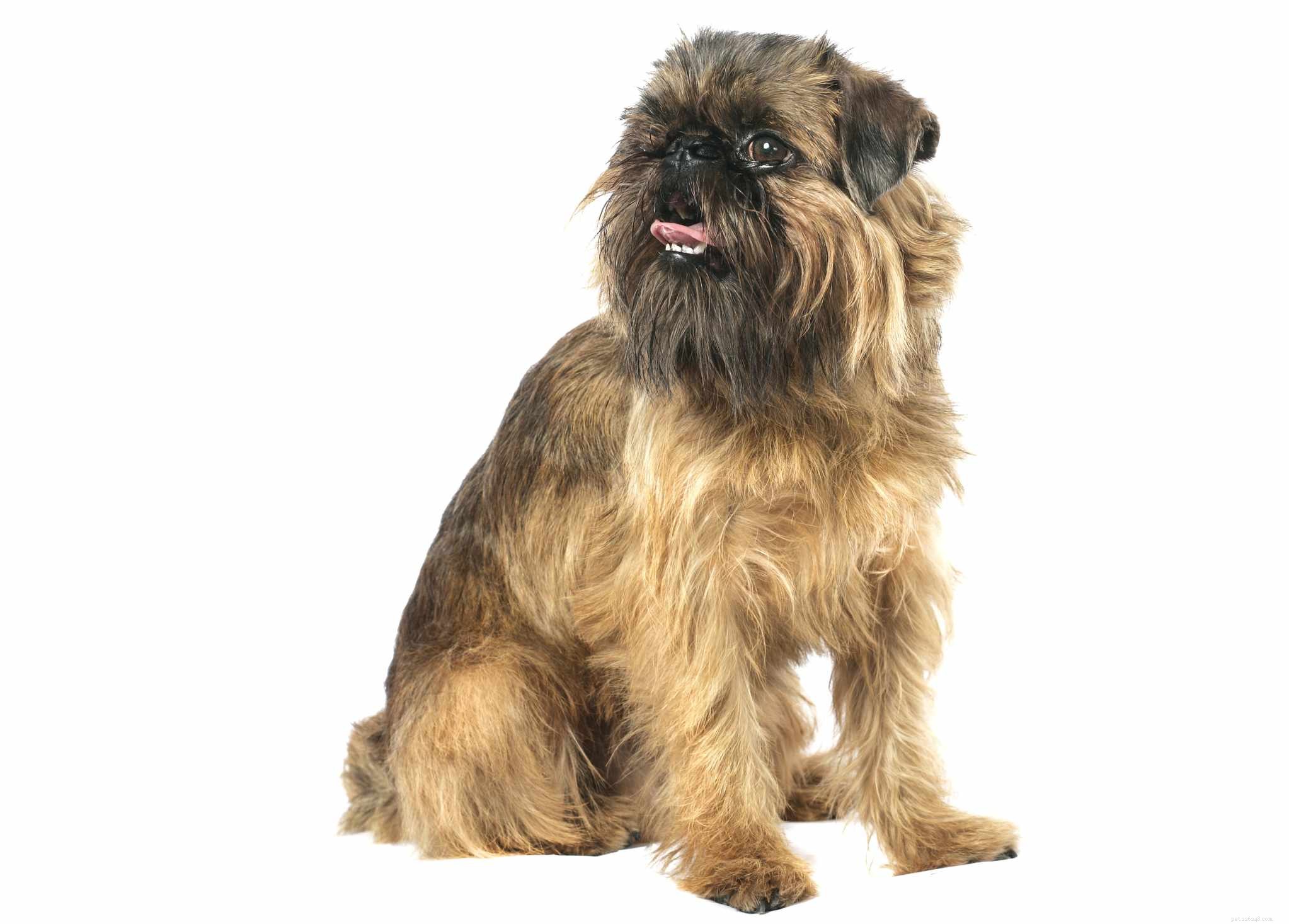 Explore 7 Iconic Belgian Dog Breeds
