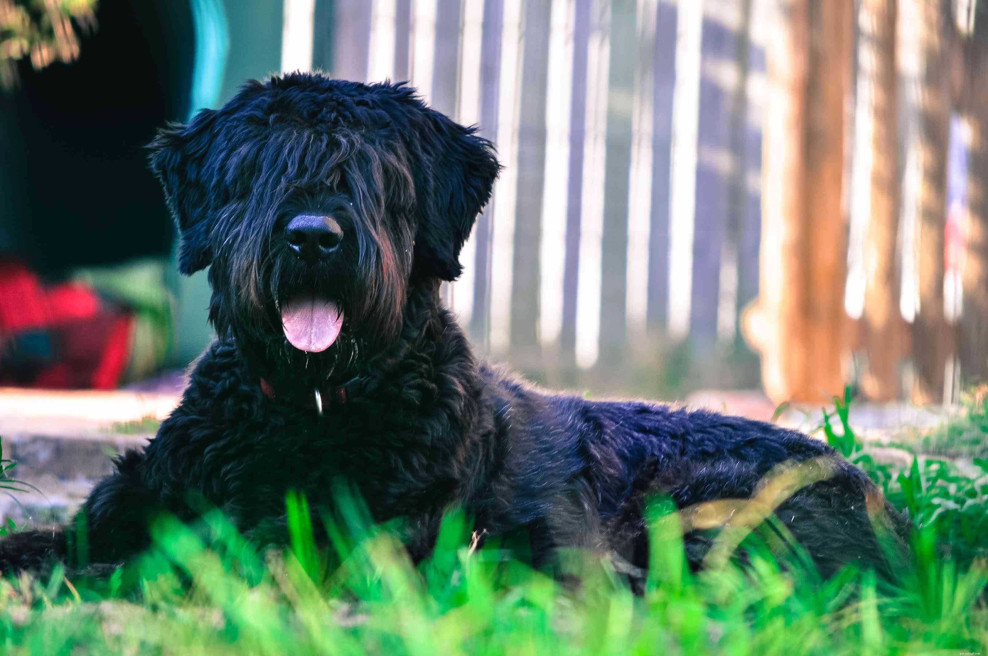 Explore 7 Iconic Belgian Dog Breeds