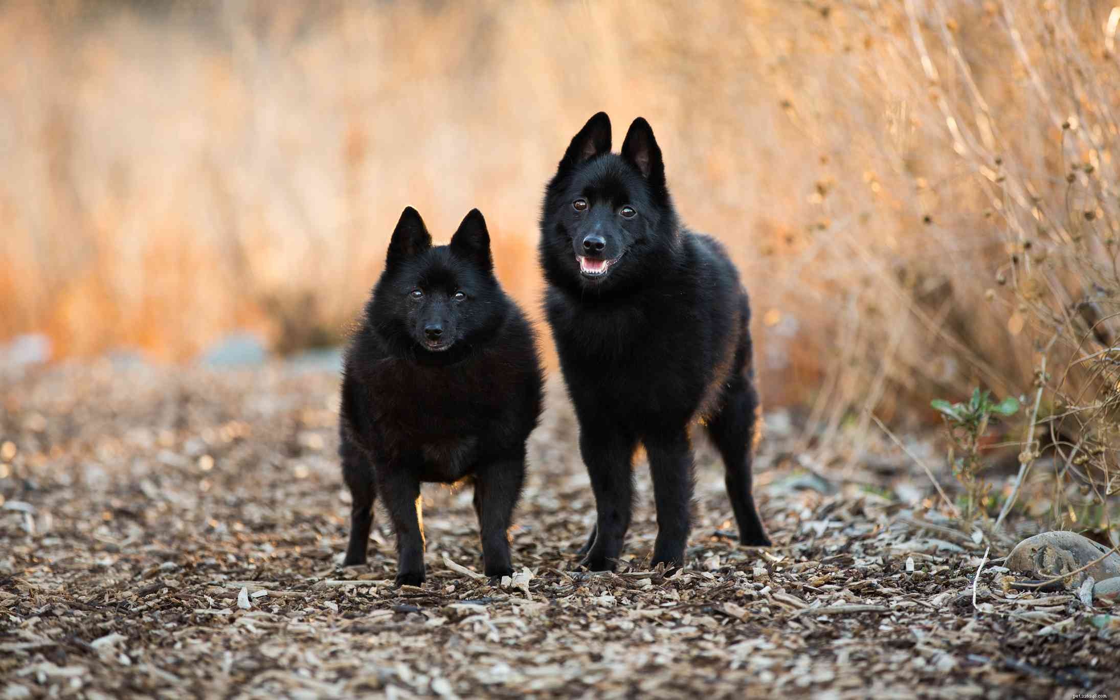 Explore 7 Iconic Belgian Dog Breeds