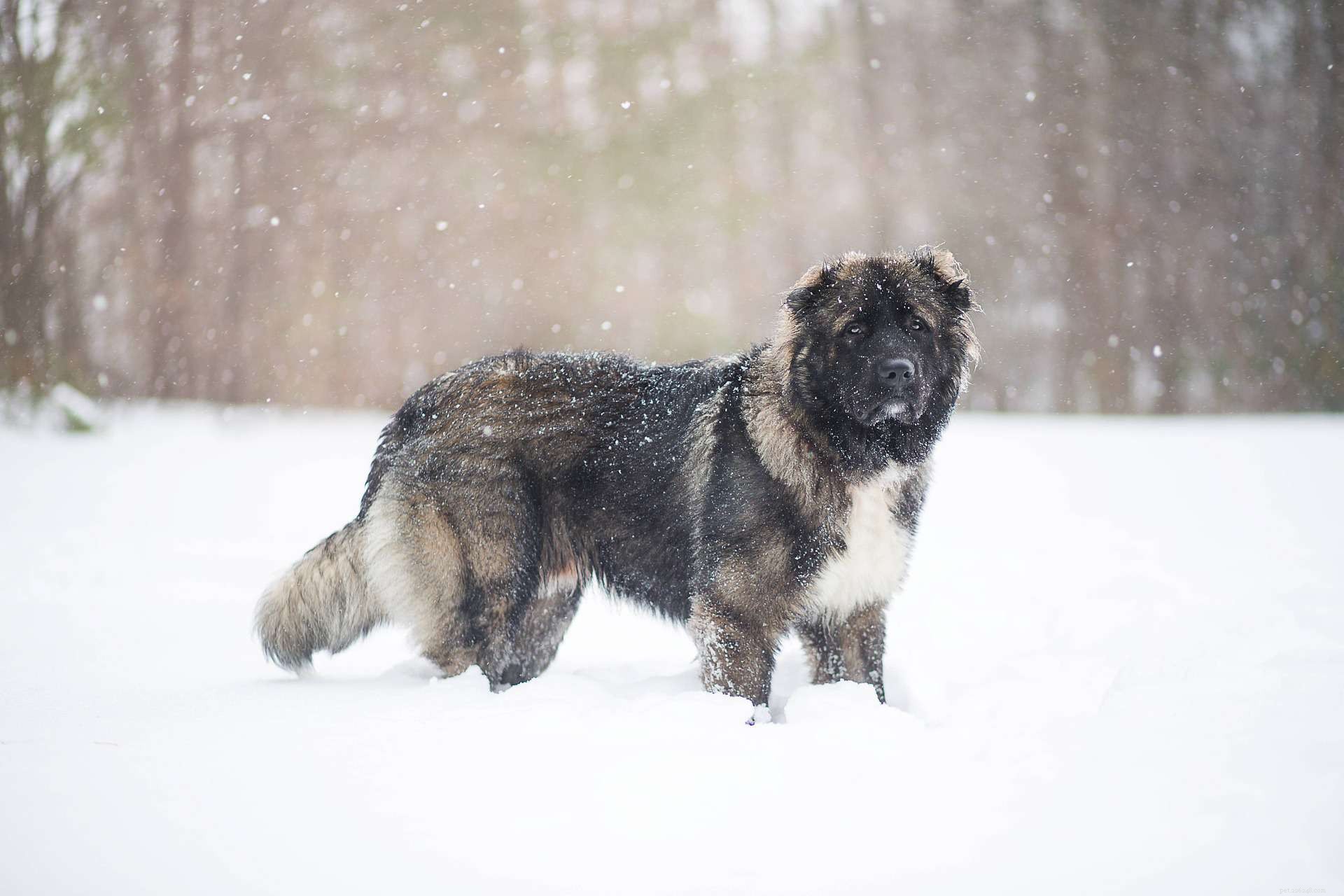 15 Dog Breeds That Resemble the German Shepherd – A Trusted Comparison