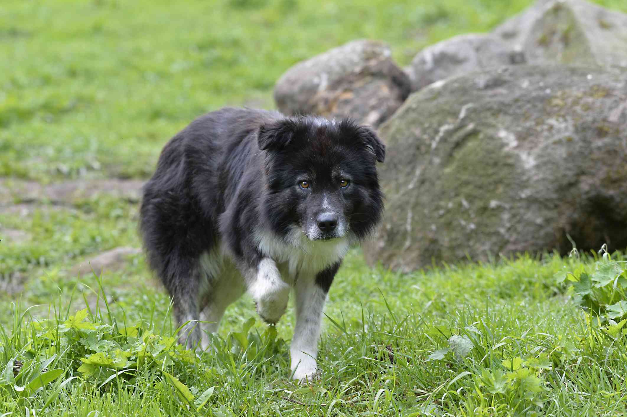 15 Dog Breeds That Resemble the German Shepherd – A Trusted Comparison