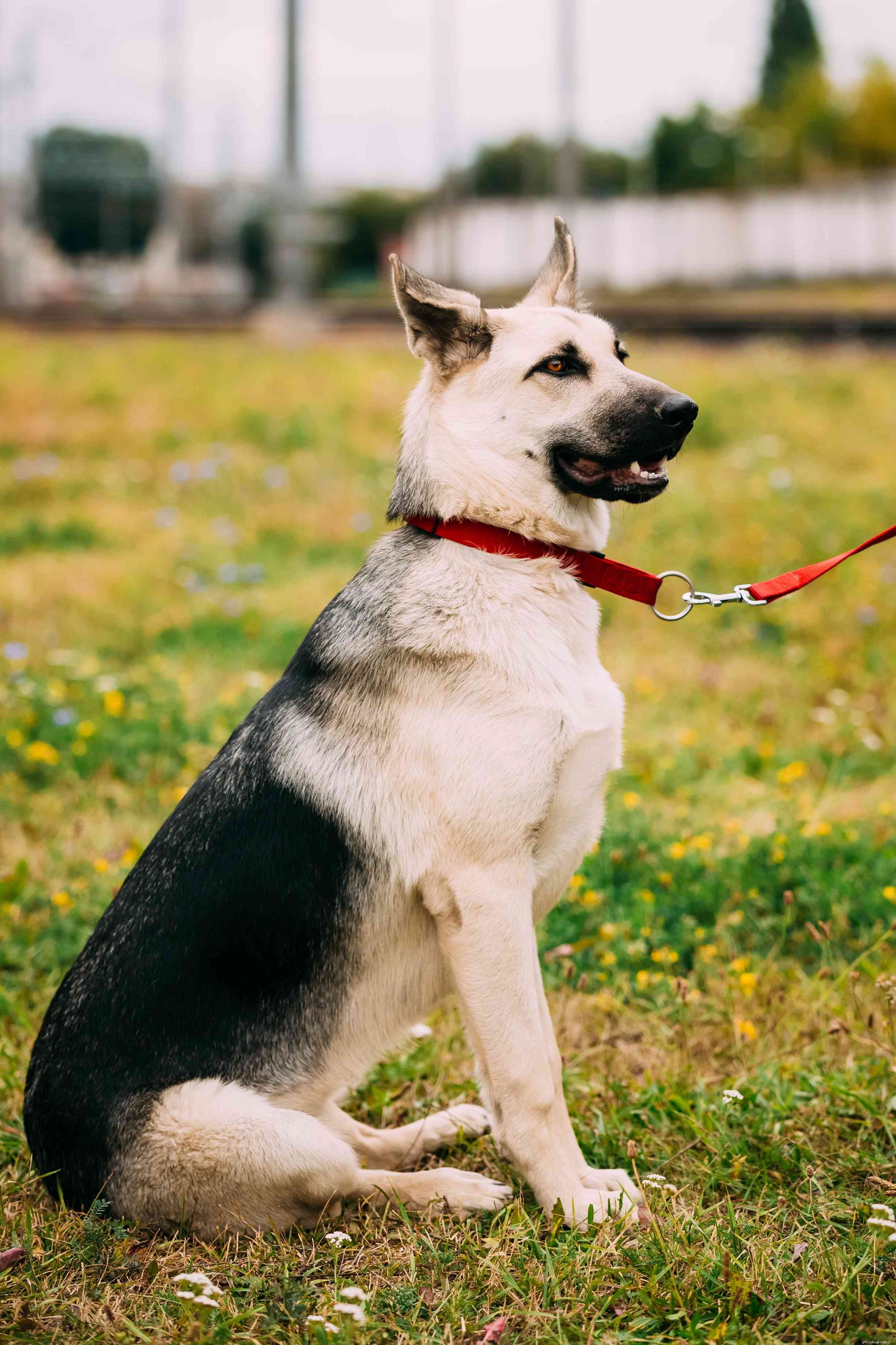 15 Dog Breeds That Resemble the German Shepherd – A Trusted Comparison