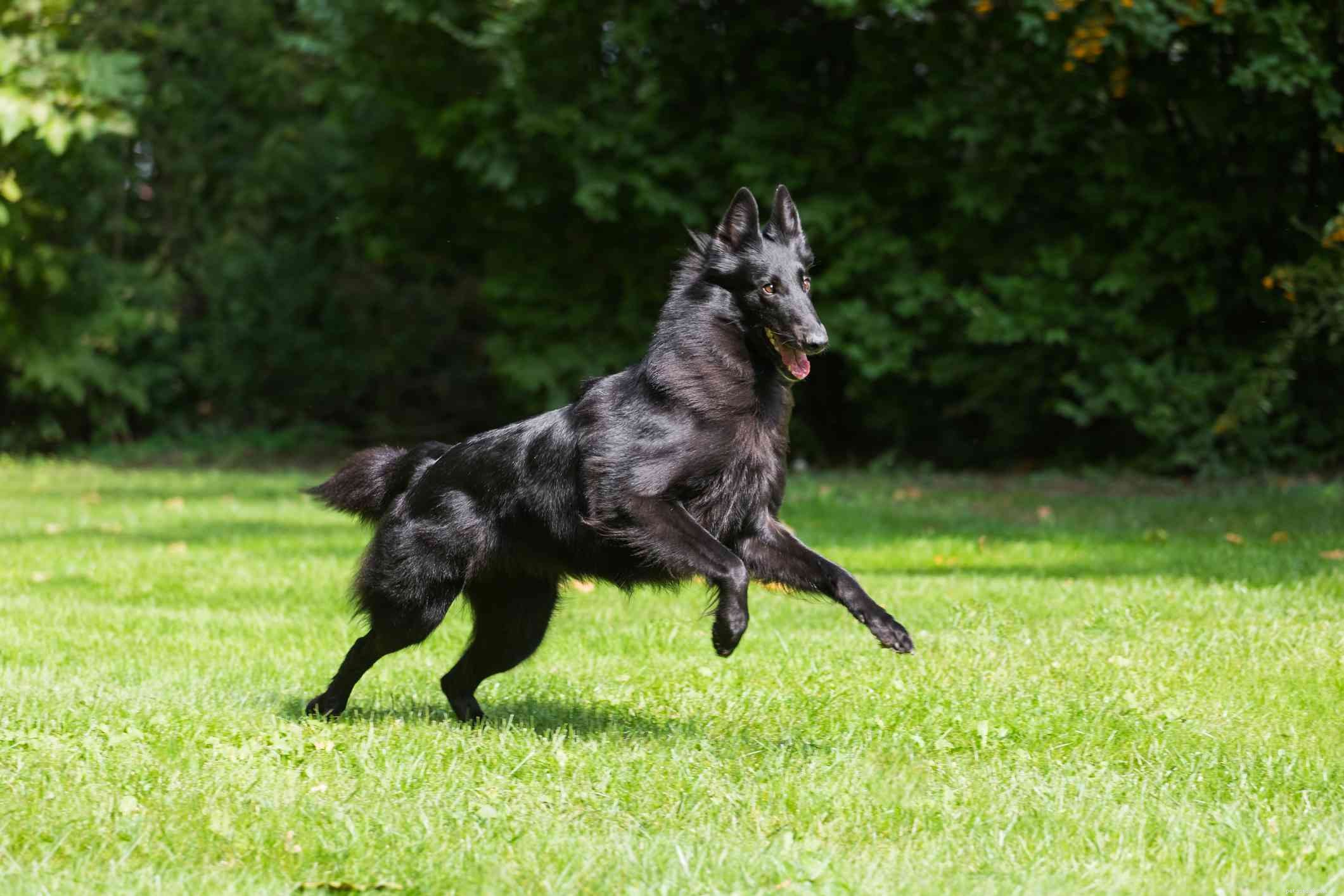 15 Dog Breeds That Resemble the German Shepherd – A Trusted Comparison