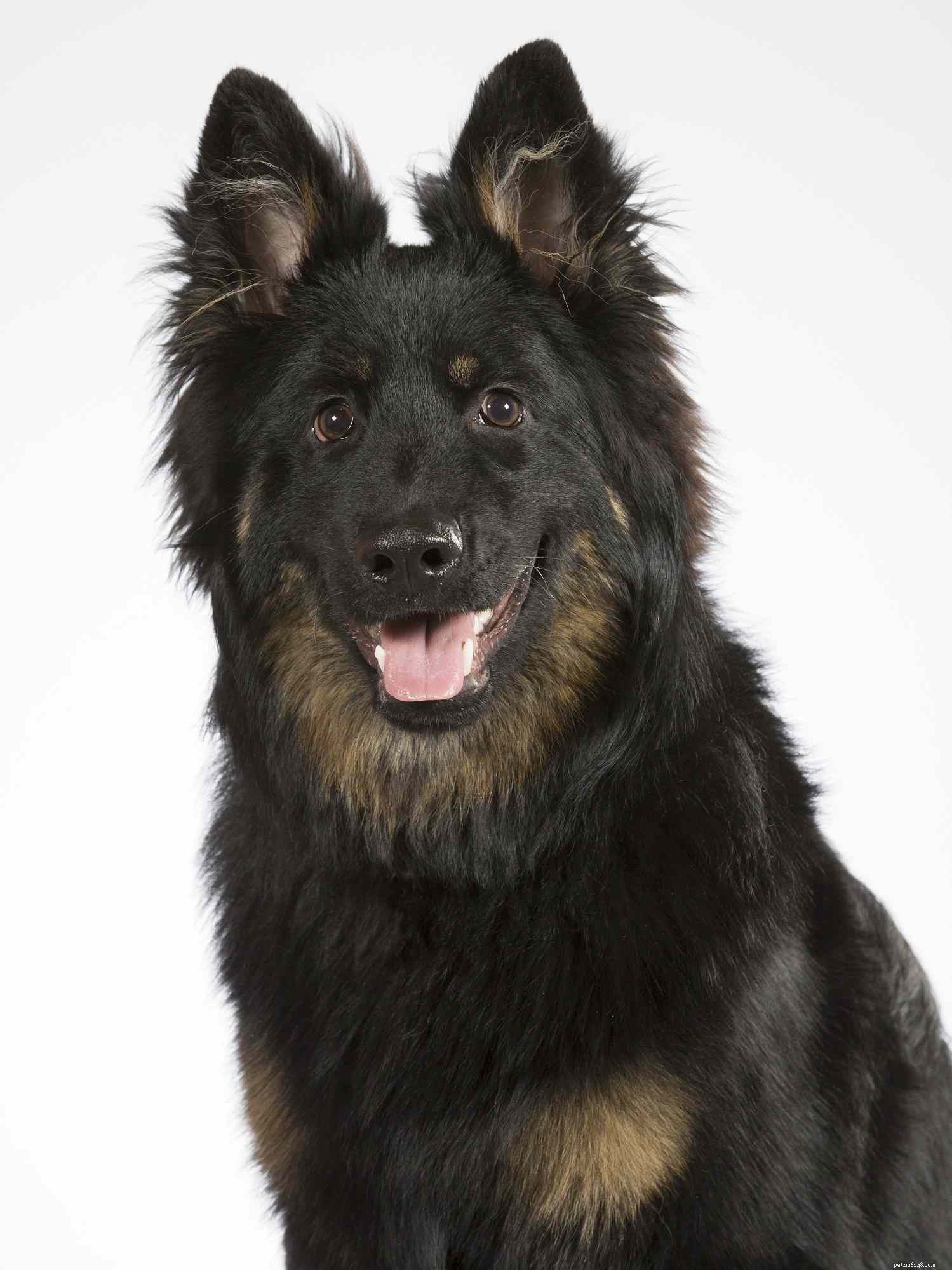 15 Dog Breeds That Resemble the German Shepherd – A Trusted Comparison
