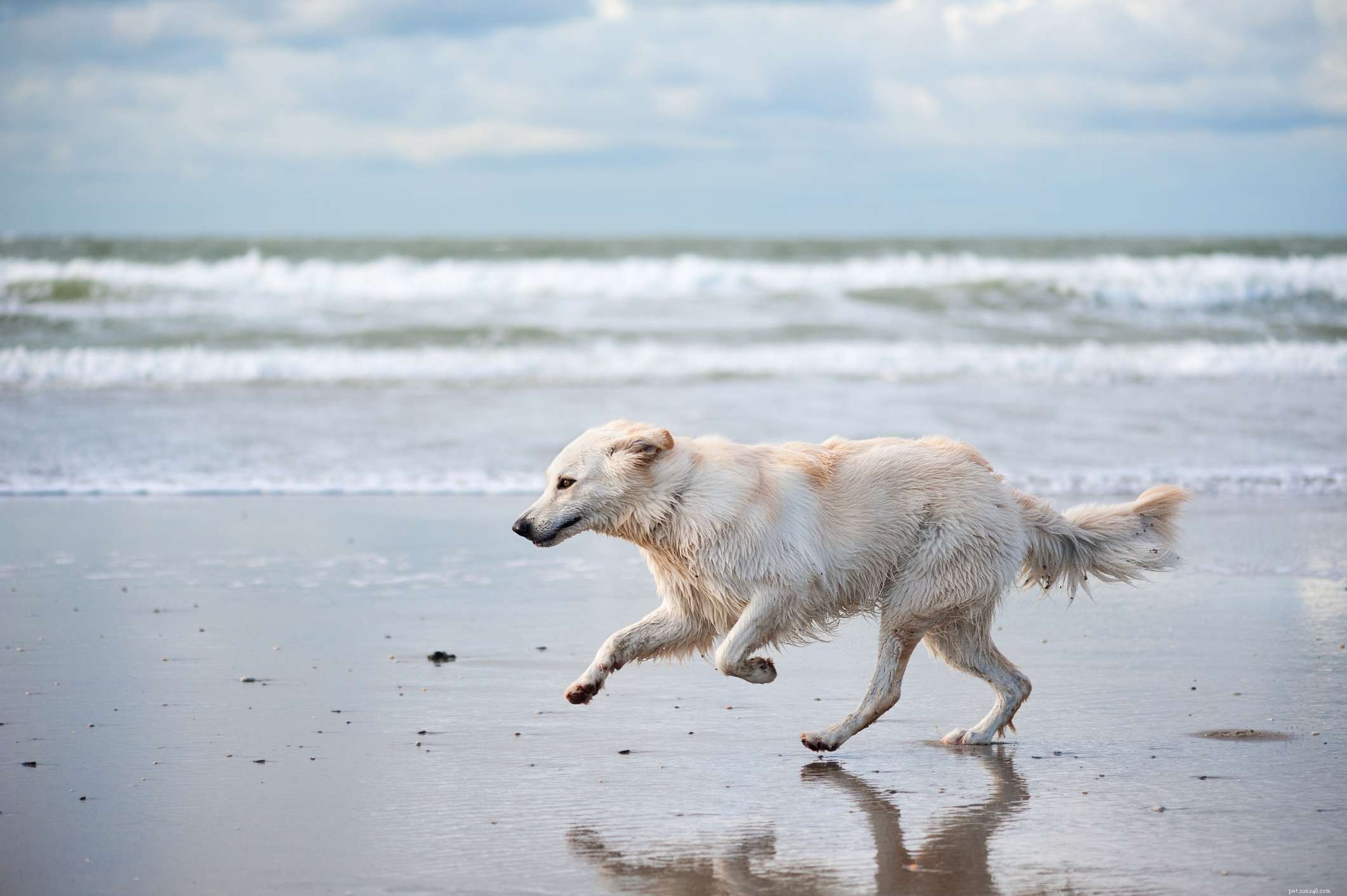 15 Dog Breeds That Resemble the German Shepherd – A Trusted Comparison