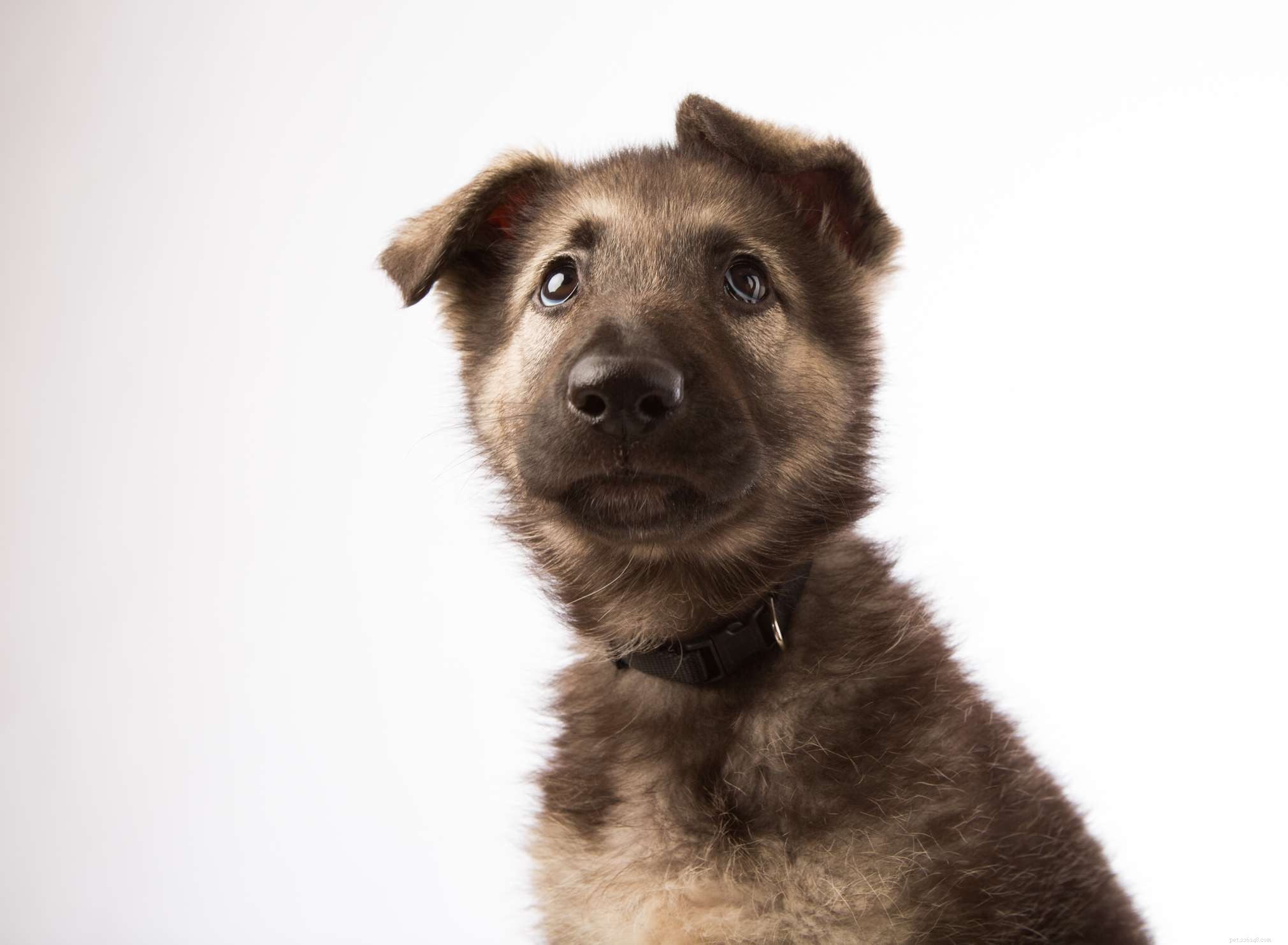 15 Dog Breeds That Resemble the German Shepherd – A Trusted Comparison