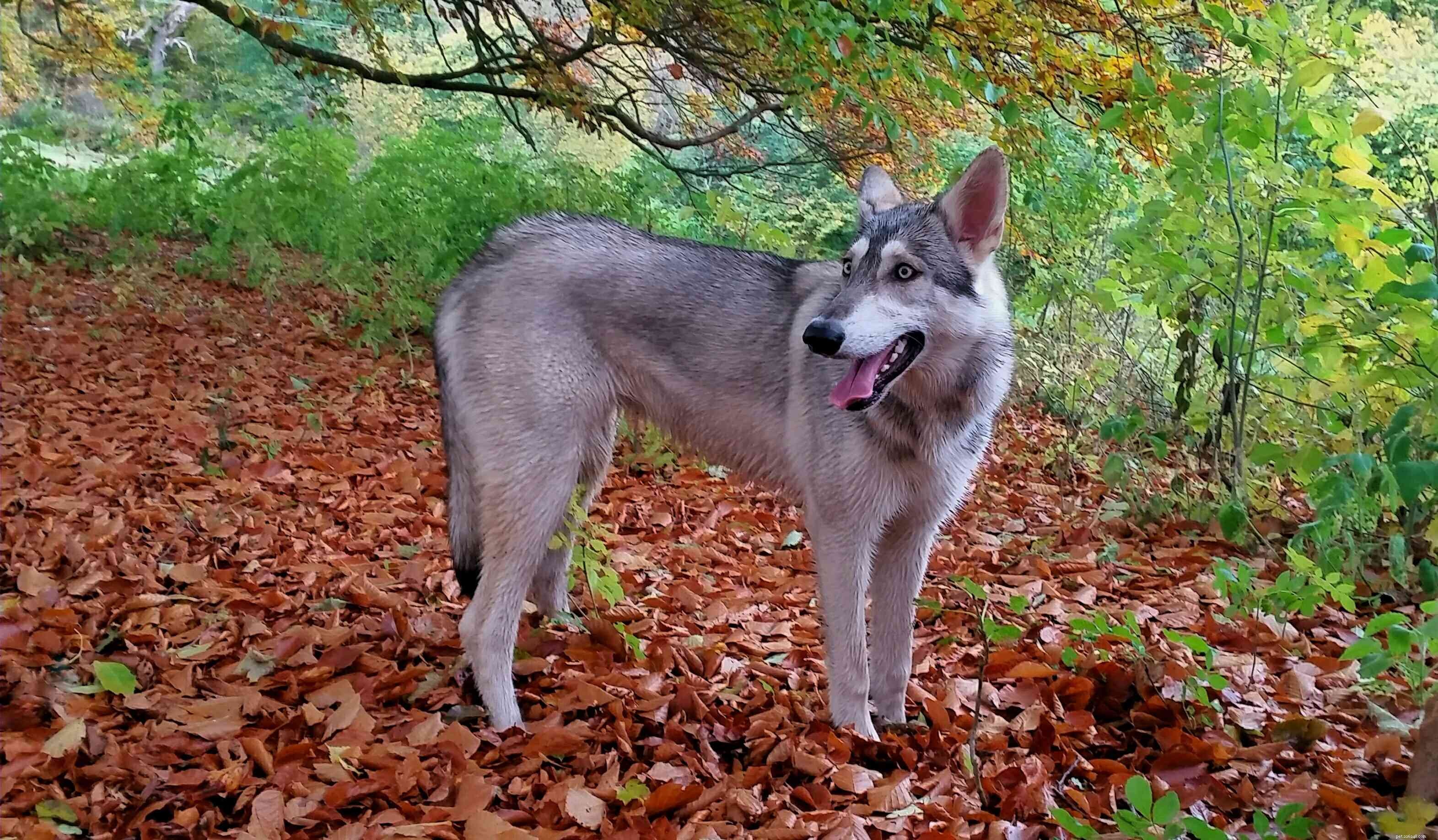 15 Dog Breeds That Resemble the German Shepherd – A Trusted Comparison