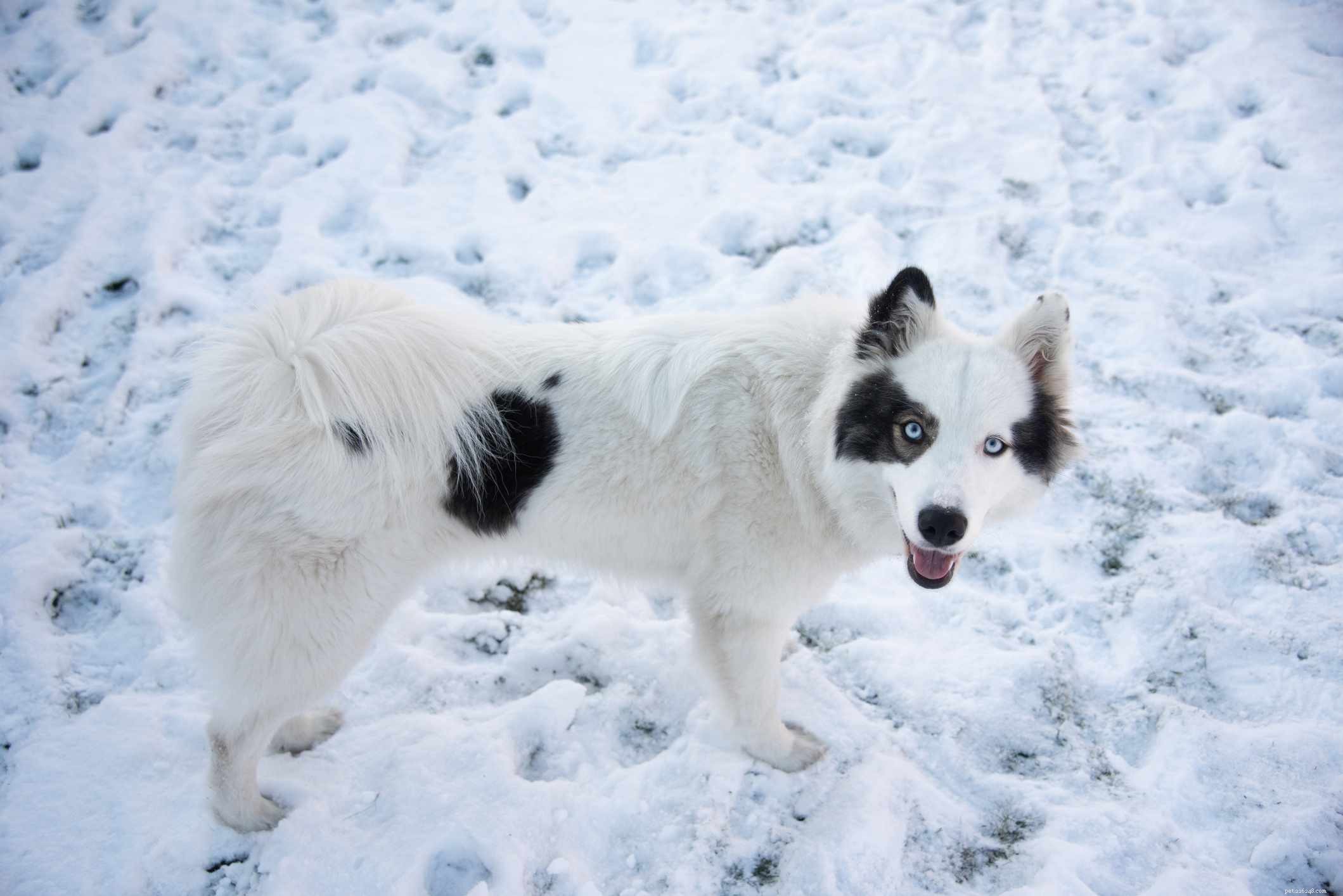 15 Dog Breeds That Resemble the German Shepherd – A Trusted Comparison
