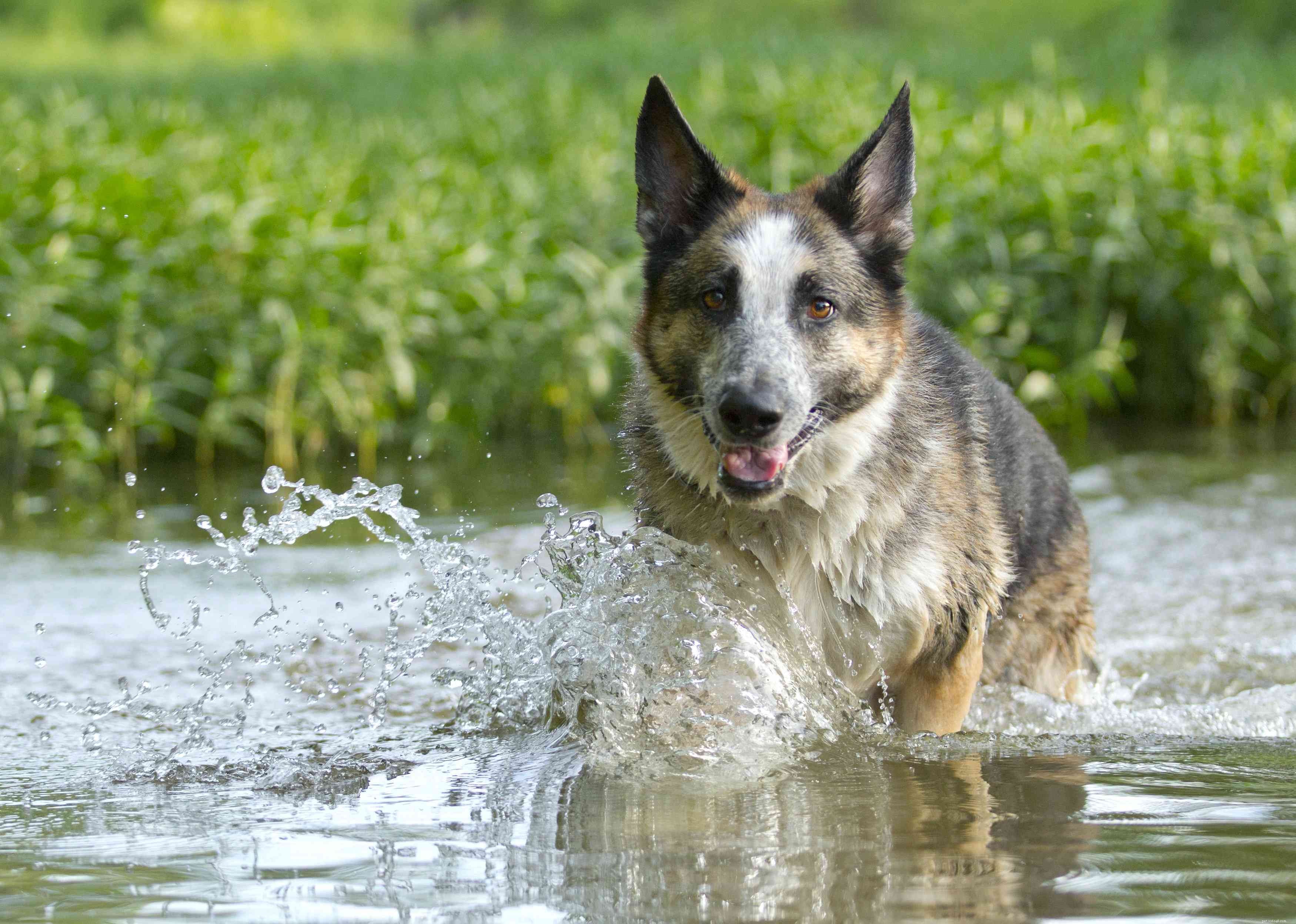 15 Dog Breeds That Resemble the German Shepherd – A Trusted Comparison