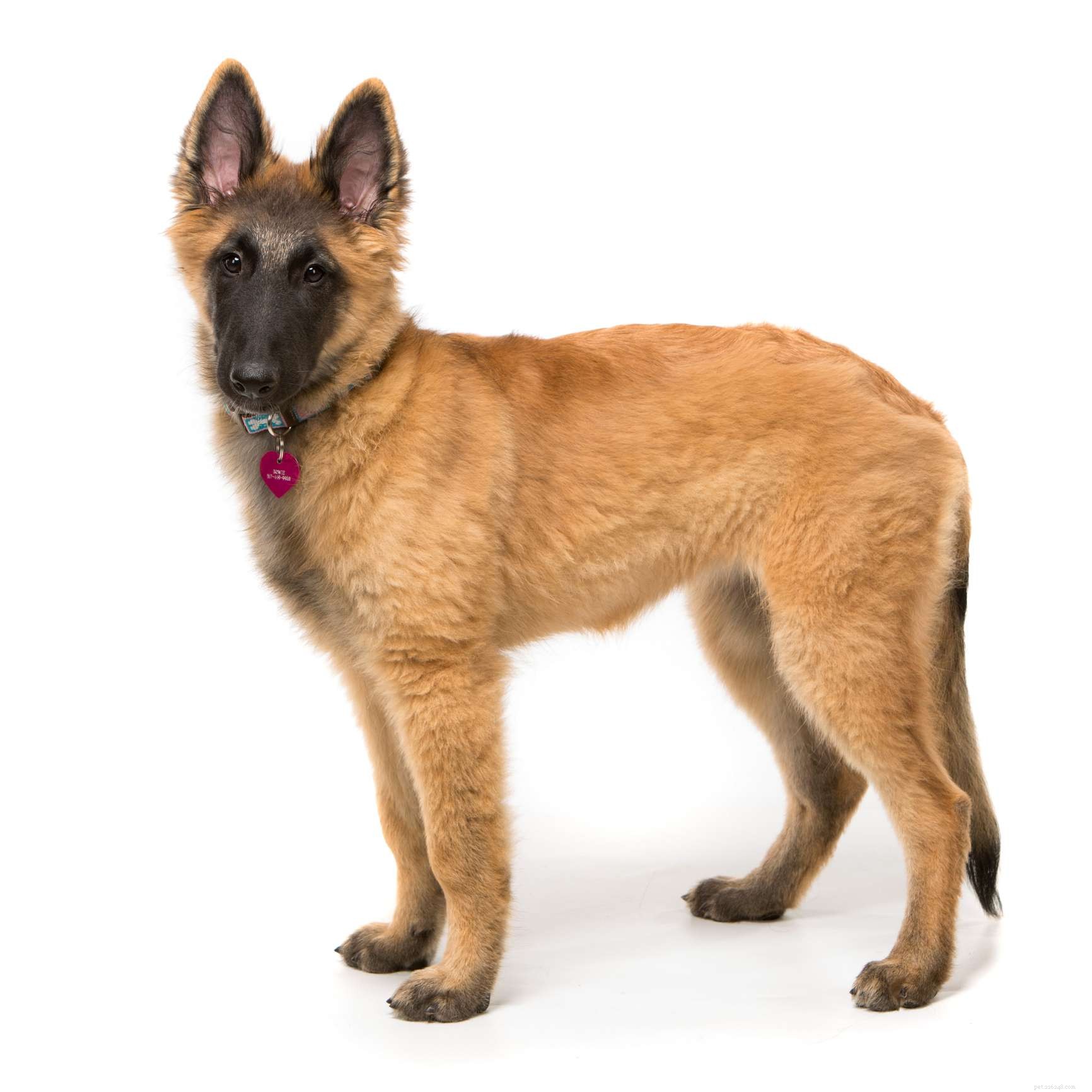 15 Dog Breeds That Resemble the German Shepherd – A Trusted Comparison