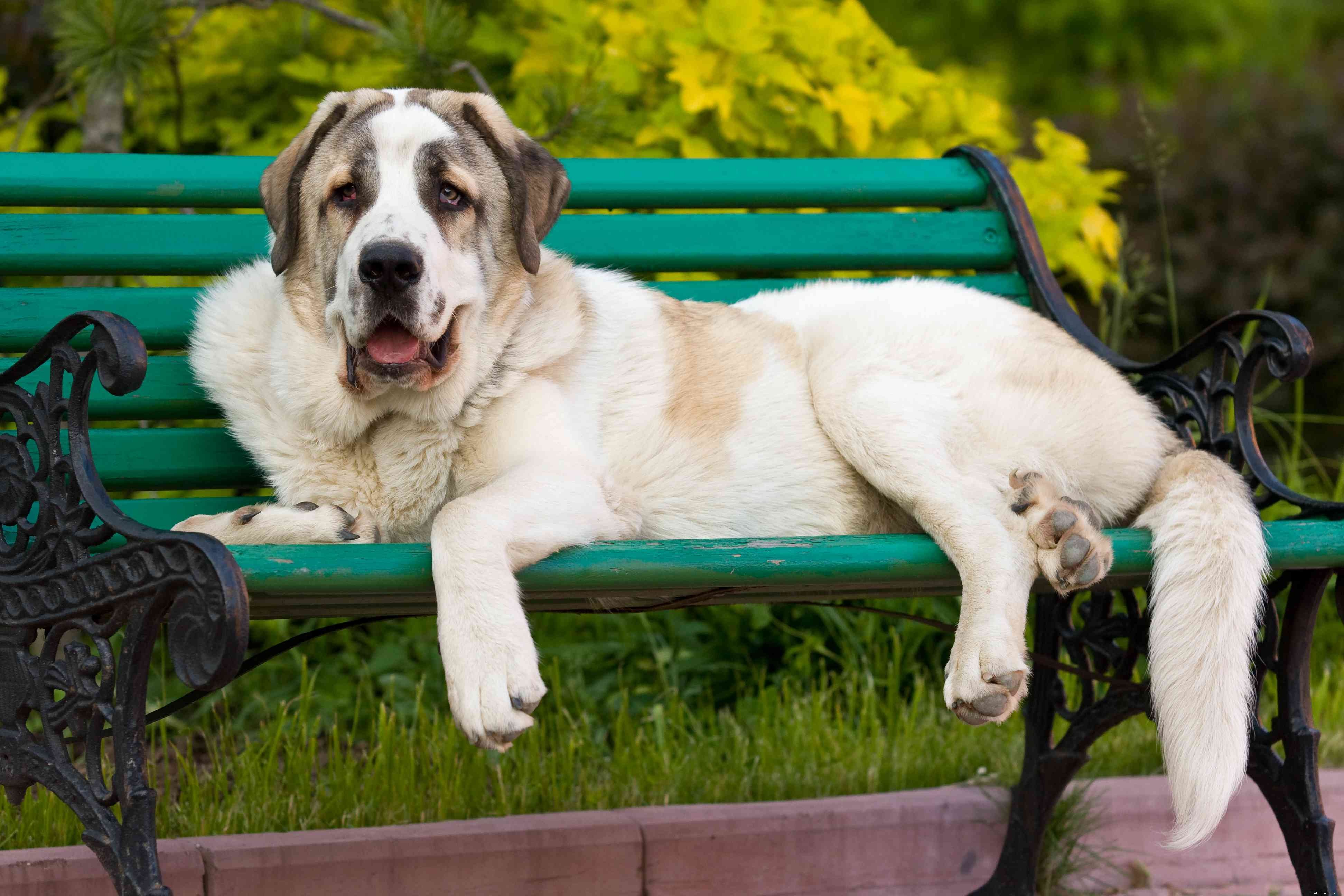 Spanish Mastiff (Mastín Español): Characteristics, Care & Adoption Guide