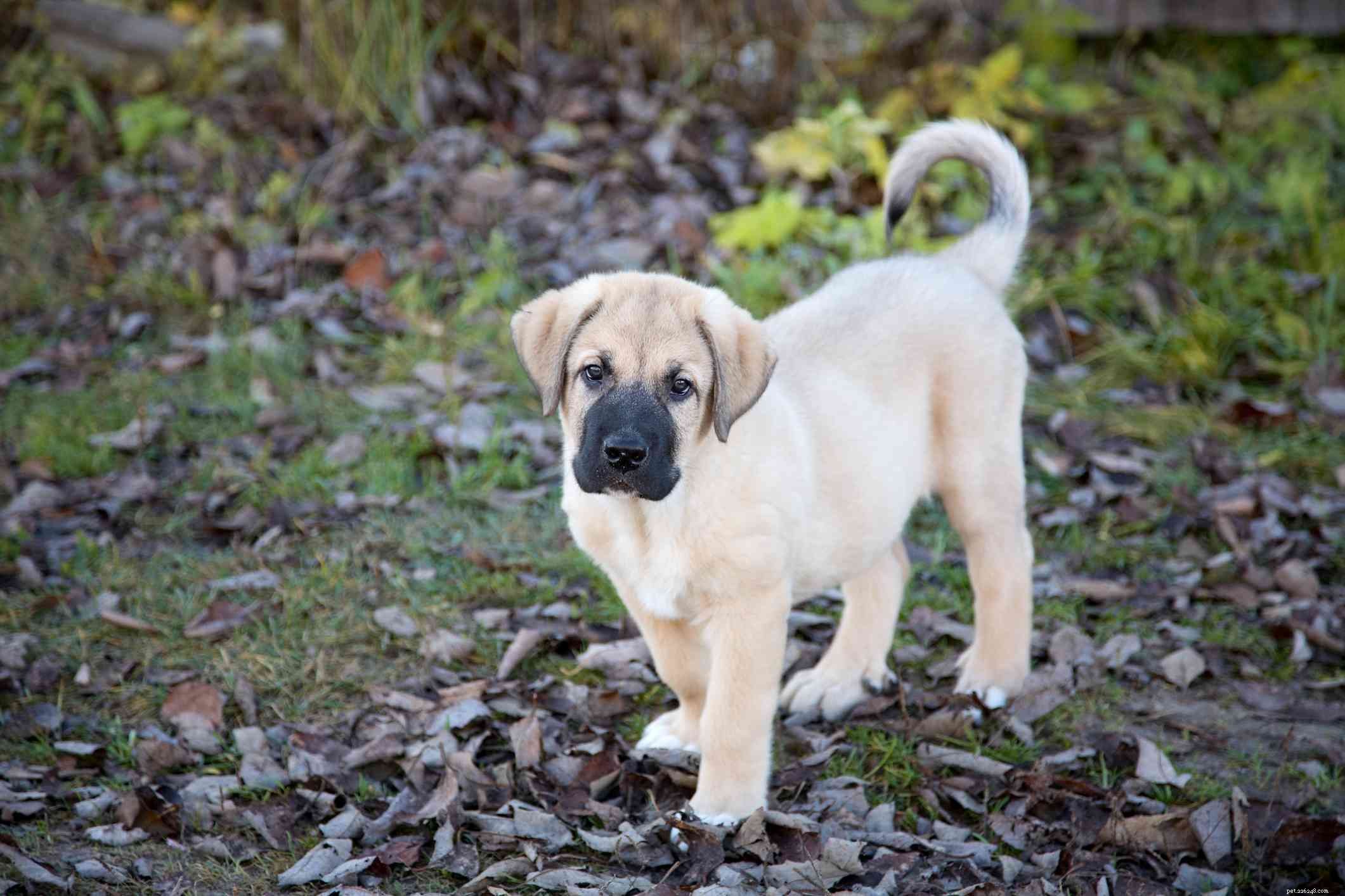Spanish Mastiff (Mastín Español): Characteristics, Care & Adoption Guide