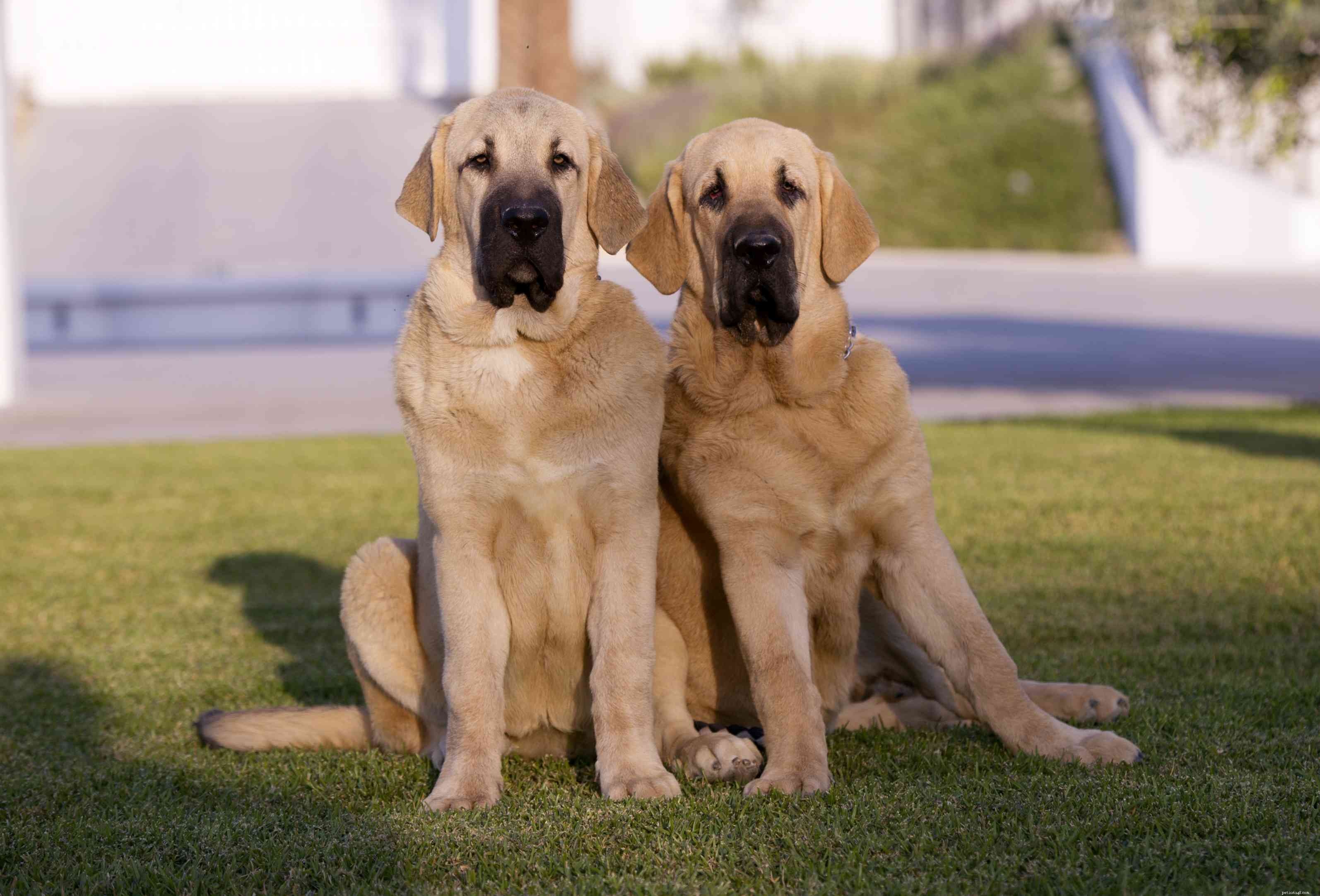 Spanish Mastiff (Mastín Español): Characteristics, Care & Adoption Guide