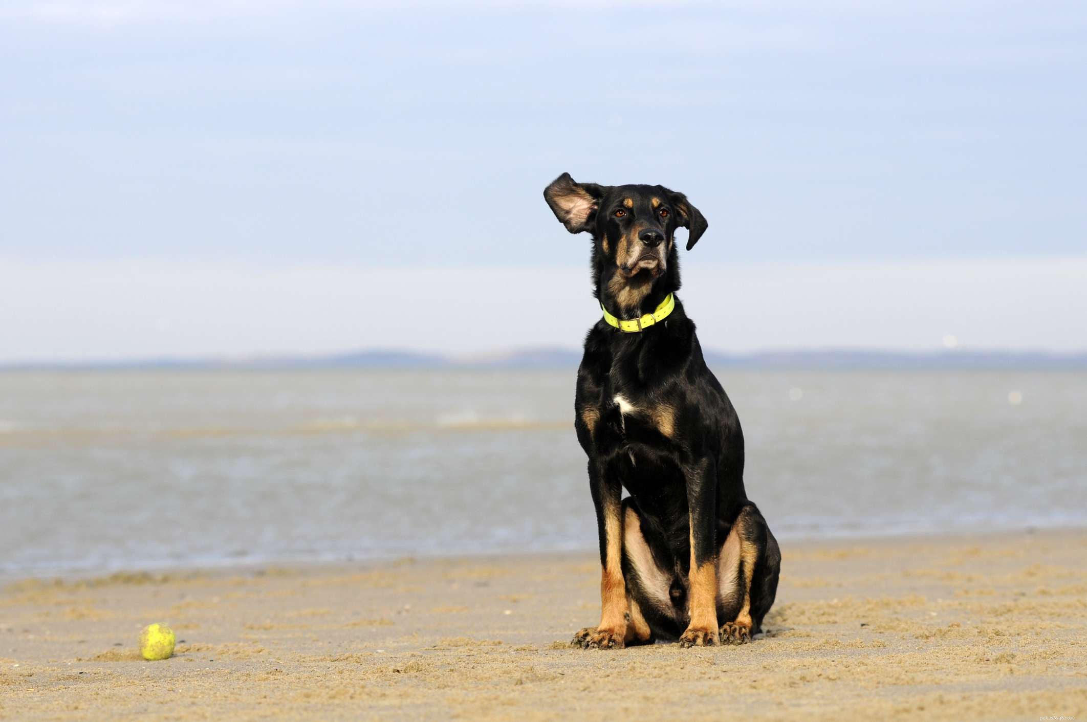 Transylvanian Hound (Erdelyi Kopó): Breed Traits, Training, and Care Guide