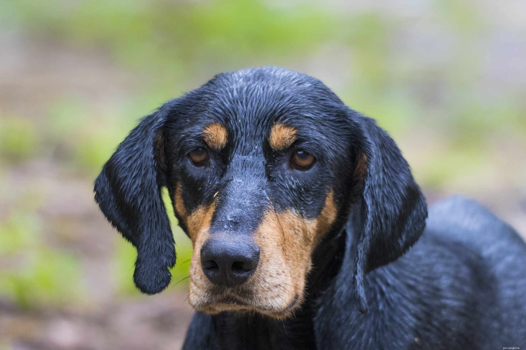 Transylvanian Hound (Erdelyi Kopó): Breed Traits, Training, and Care Guide