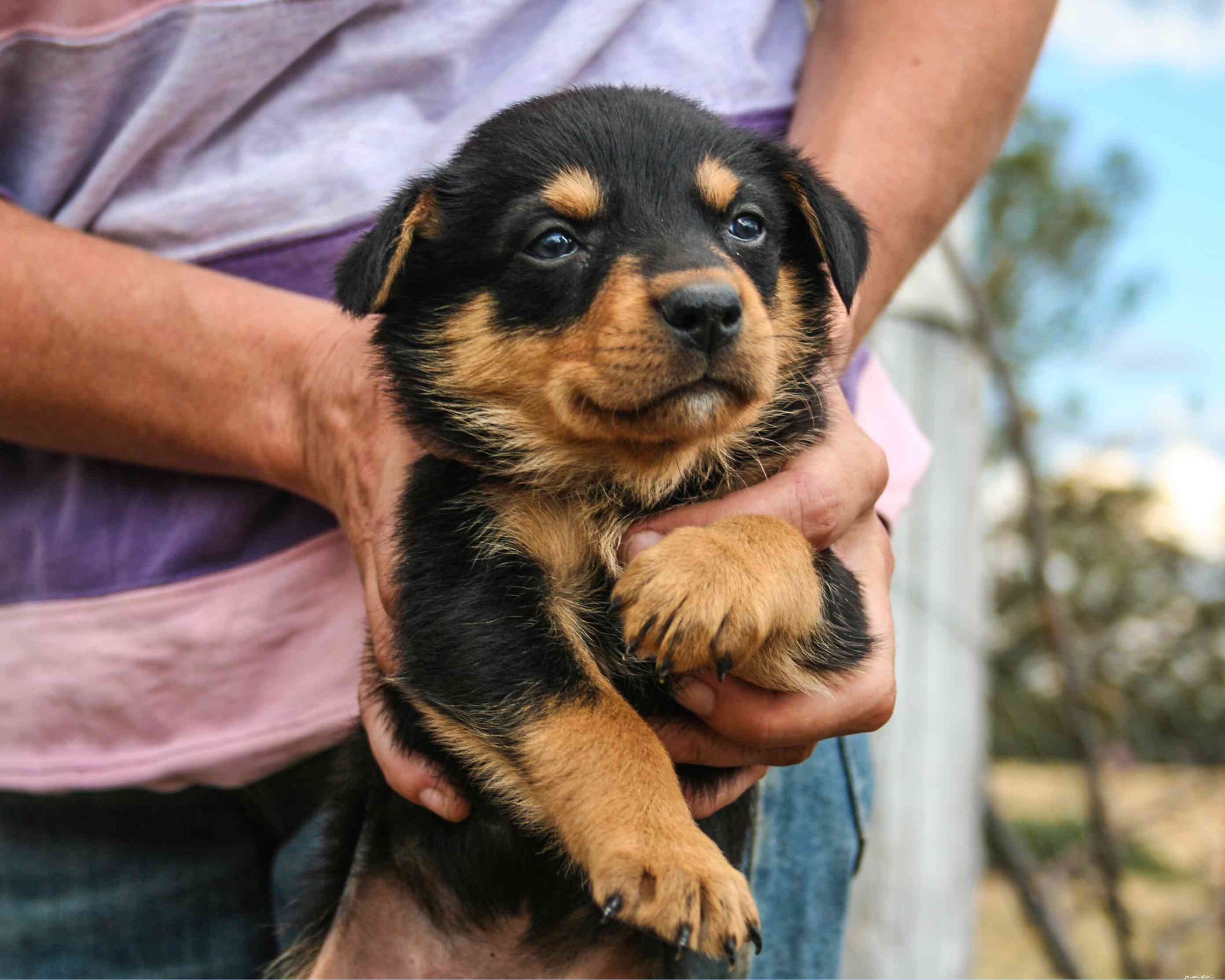Australian Kelpie: Breed Traits, Care, and Training Guide