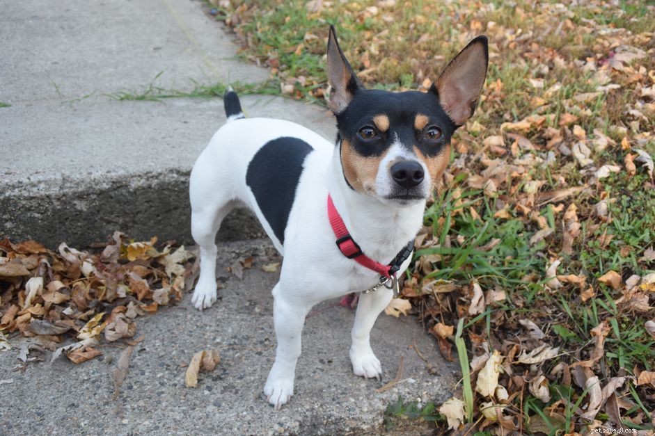 Teddy Roosevelt Terrier: Traits, Care & History