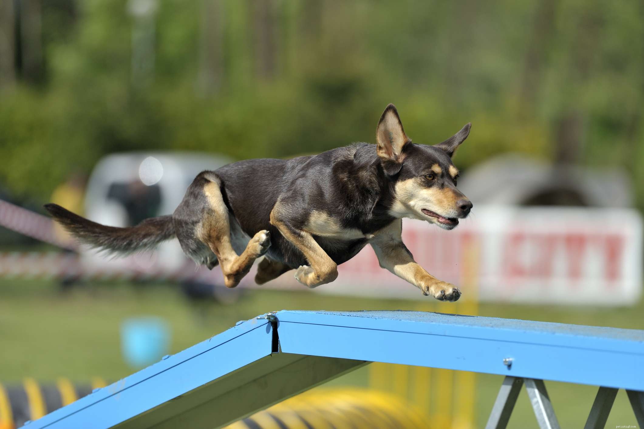 Australian Kelpie: Breed Traits, Care, and Training Guide