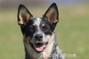 Australian Kelpie: Breed Traits, Care, and Training Guide