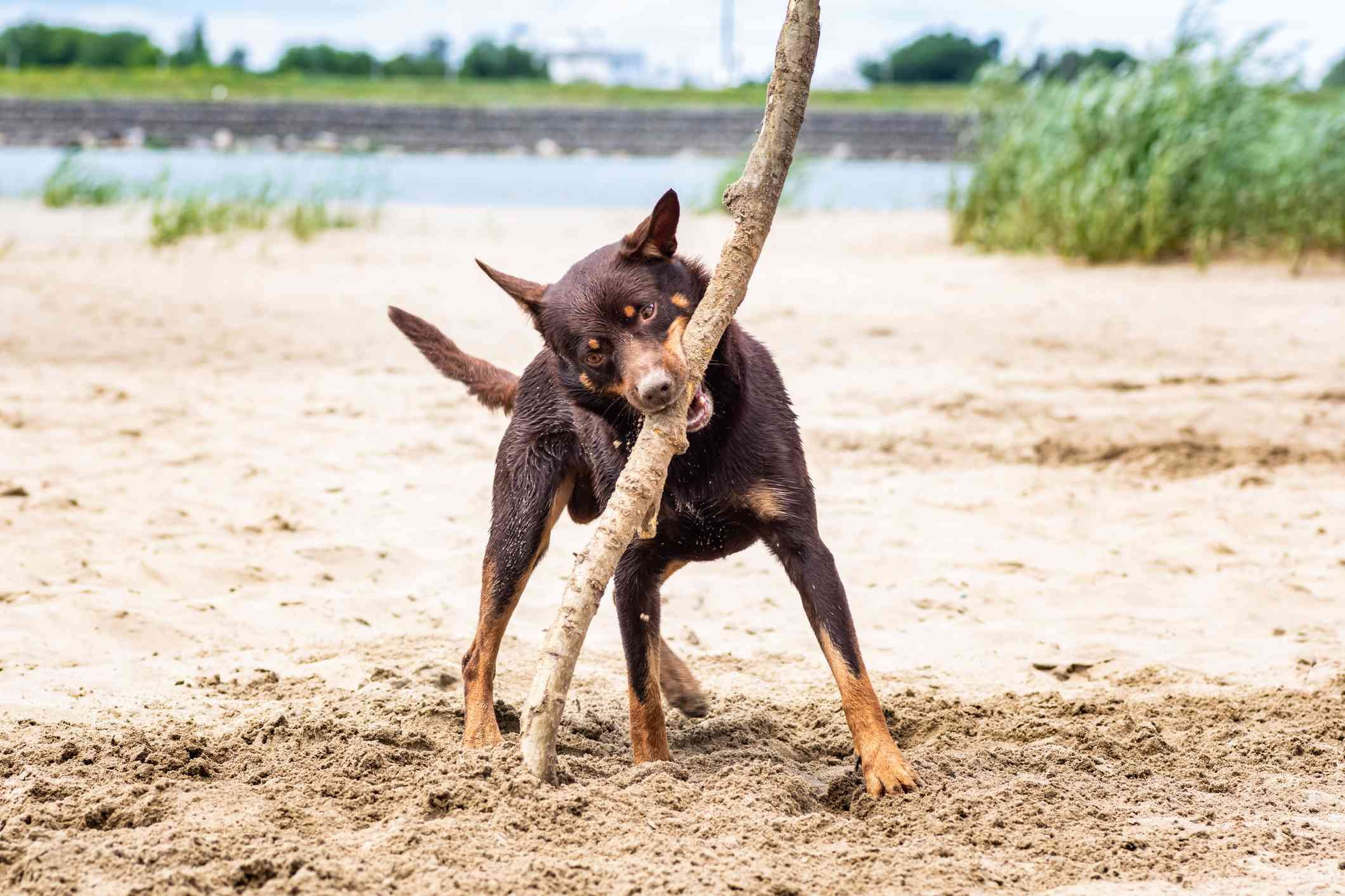 Australian Kelpie: Breed Traits, Care, and Training Guide