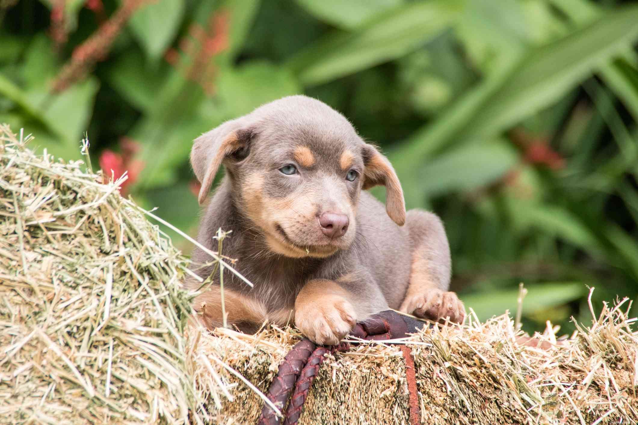 Australian Kelpie: Breed Traits, Care, and Training Guide