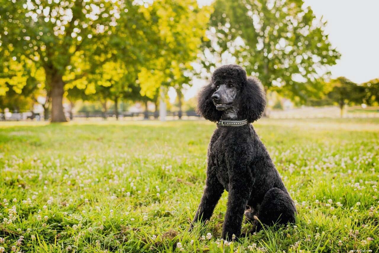 26 Hypoallergenic Dog Breeds: The Ultimate Guide for Allergy-Friendly Living