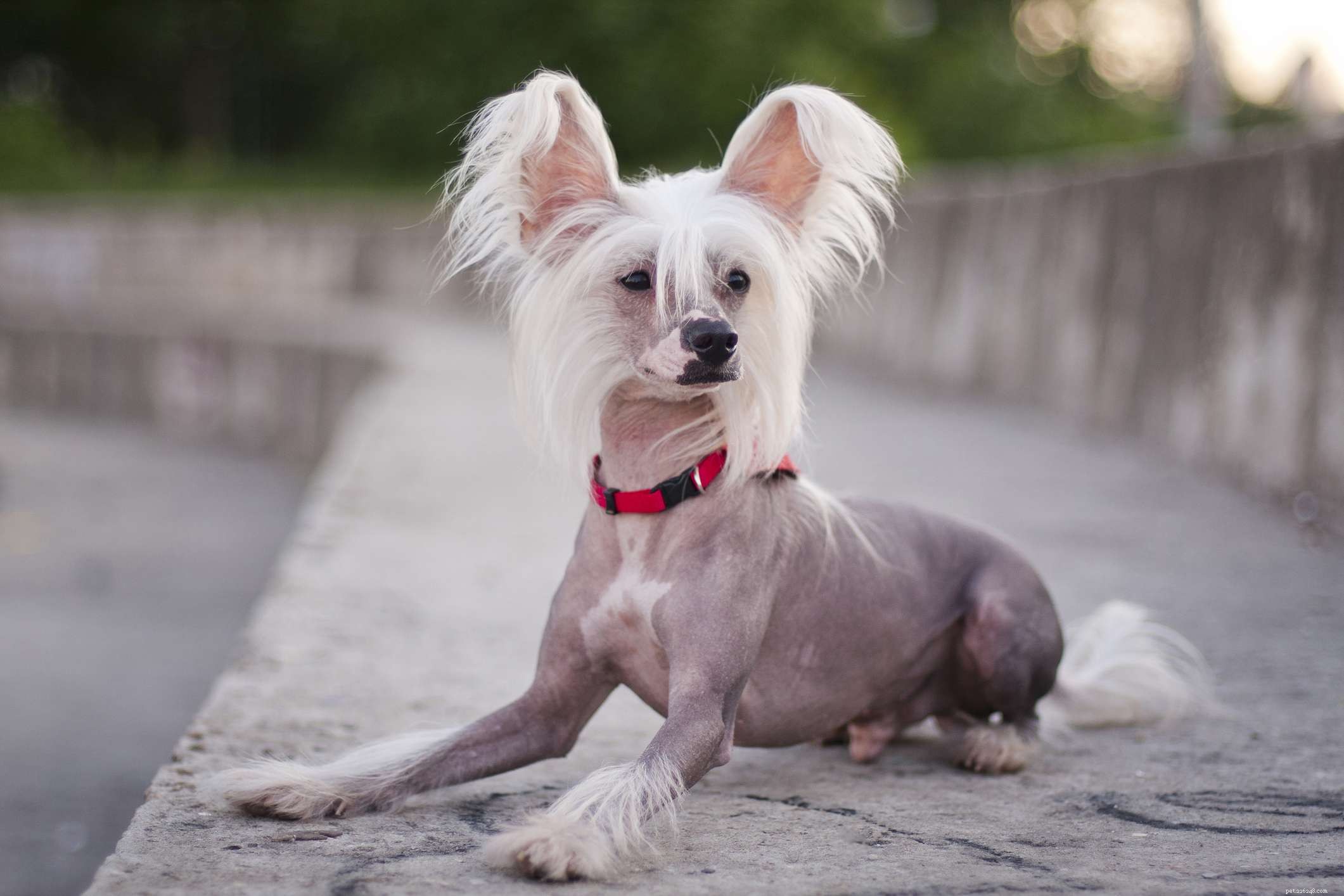 26 Hypoallergenic Dog Breeds: The Ultimate Guide for Allergy-Friendly Living