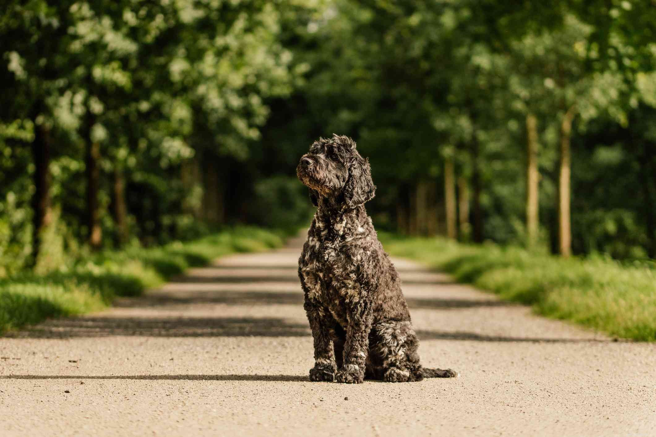26 Hypoallergenic Dog Breeds: The Ultimate Guide for Allergy-Friendly Living